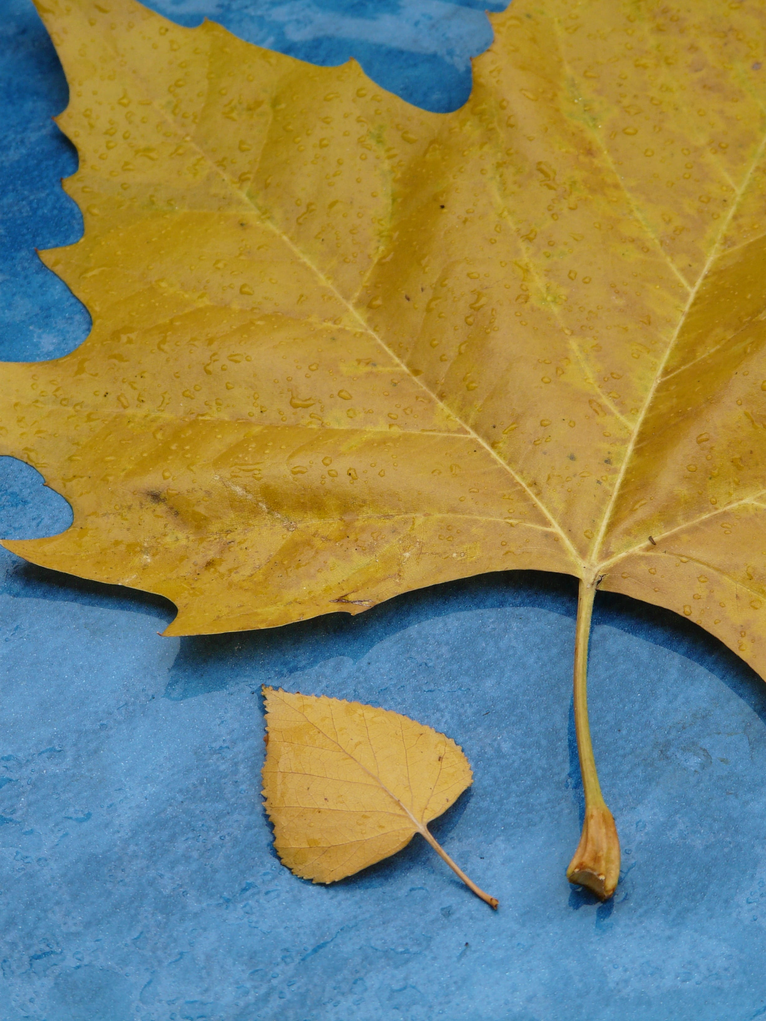 Leaf, blue, poplar leaf, change, leaf veins, vulnerability, natural condition, rain, fall foliage, outdoors, wet, studio shot, dry, beauty in nature, fragility, Phone HD Wallpaper