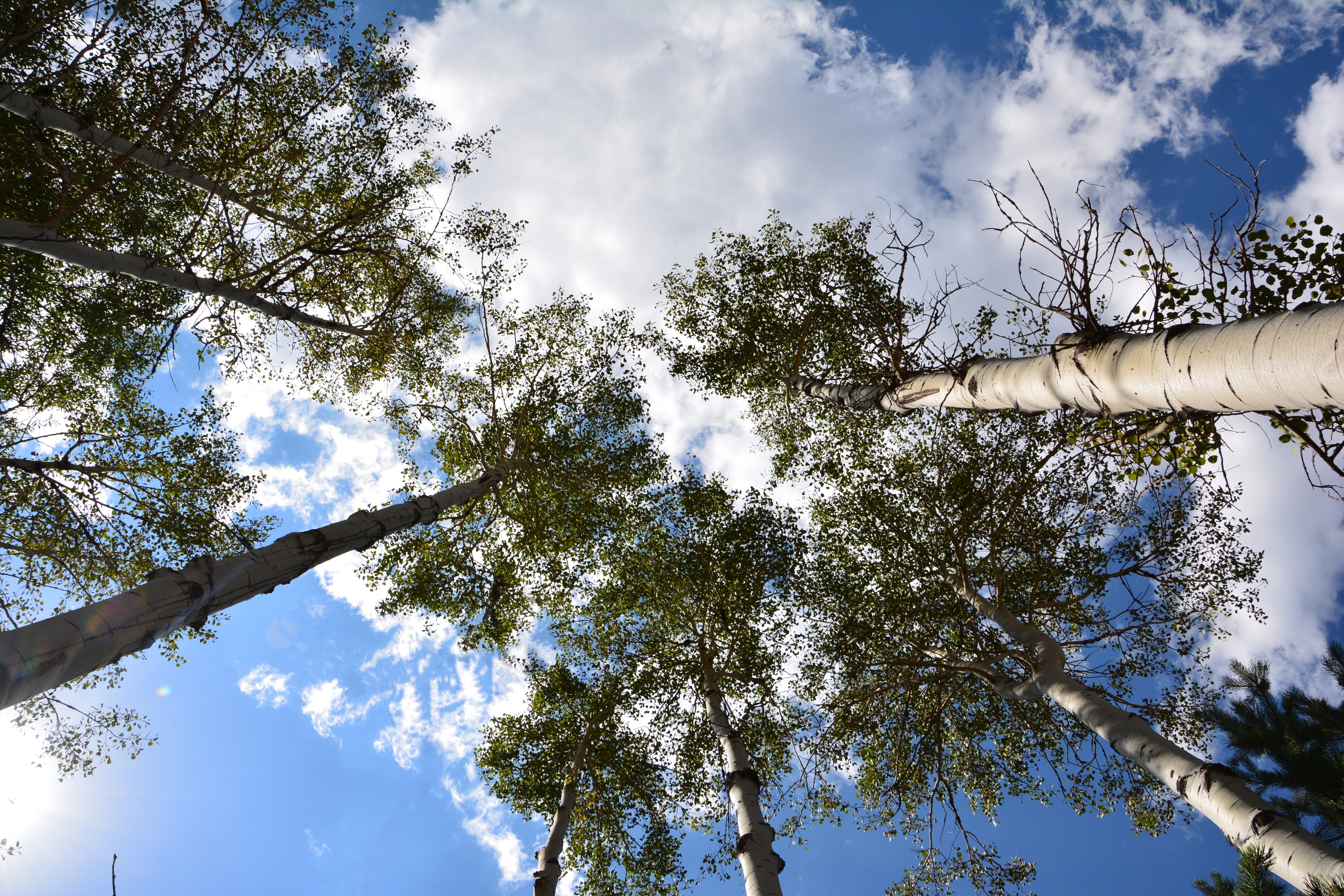 tree canopy, summer, unbelievable, outdoor, plant, atmosphere, tree trunk, sky, peace, season, directly below, taylor, outdoors, poplars, green color, growth, HD Wallpaper