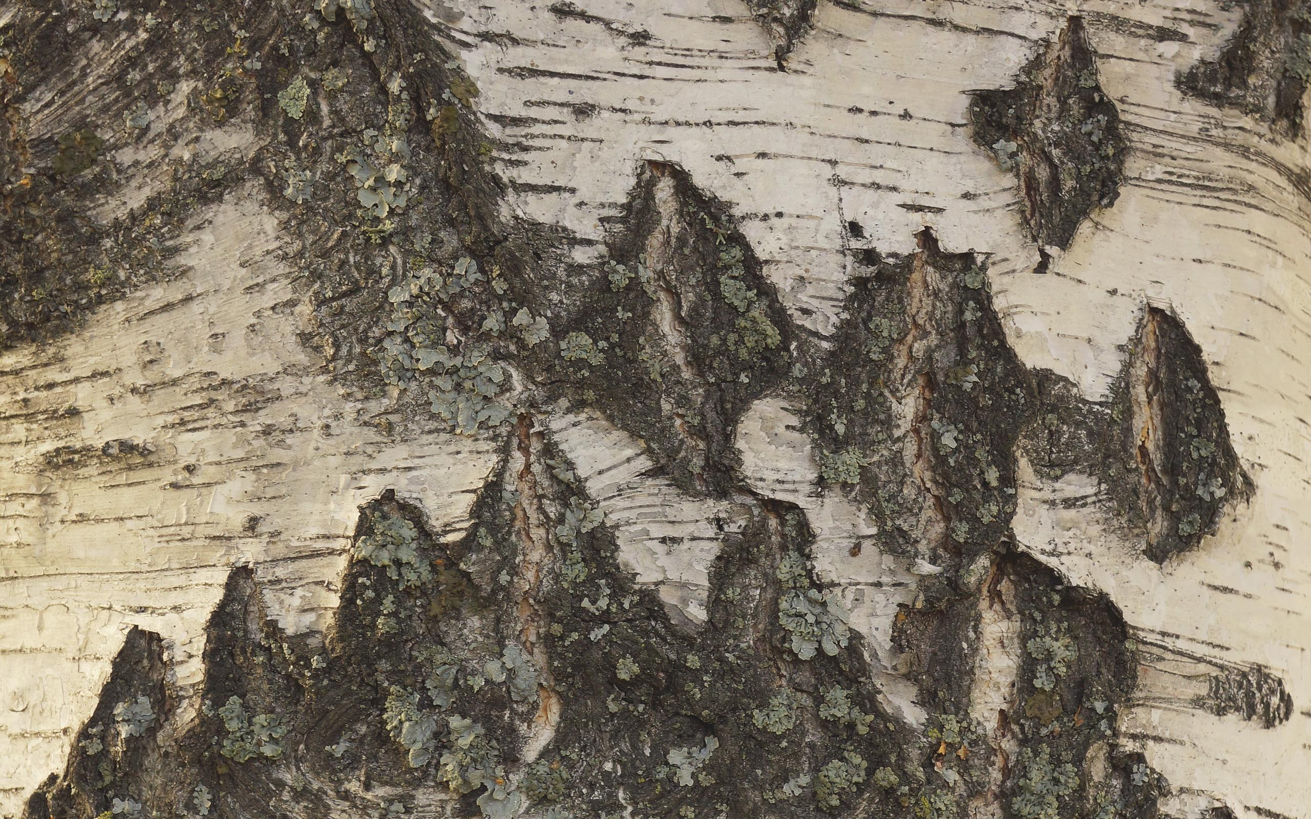 closeup, detail, bark, nature and landscapes, 2K, birch, lichen, HD Wallpaper