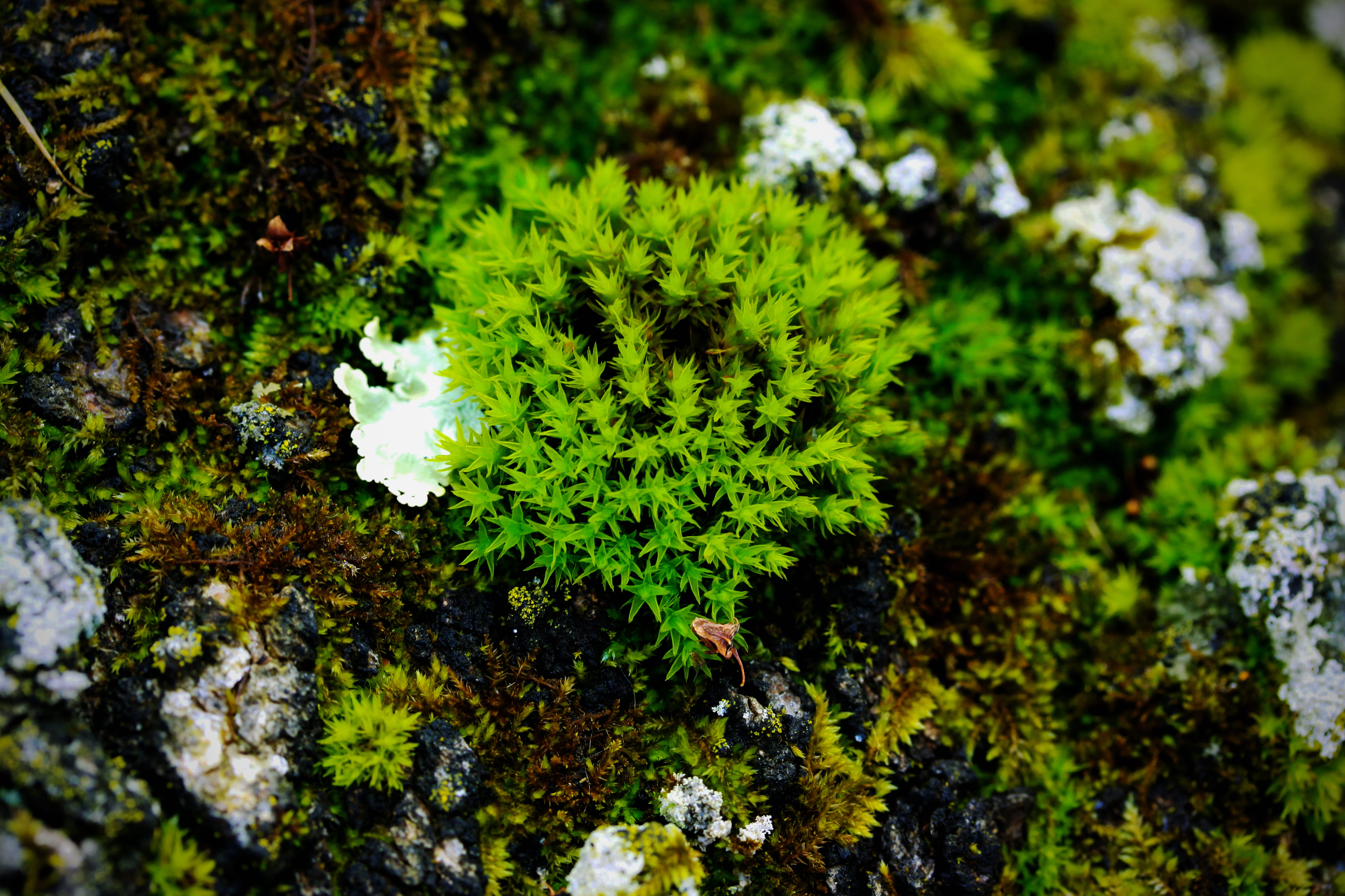 green color, united states, land, quail hollow park, leaf, macro, freshness, moss, lichen, flower, day, selective focus, focus on foreground, tree, nature, HD Wallpaper