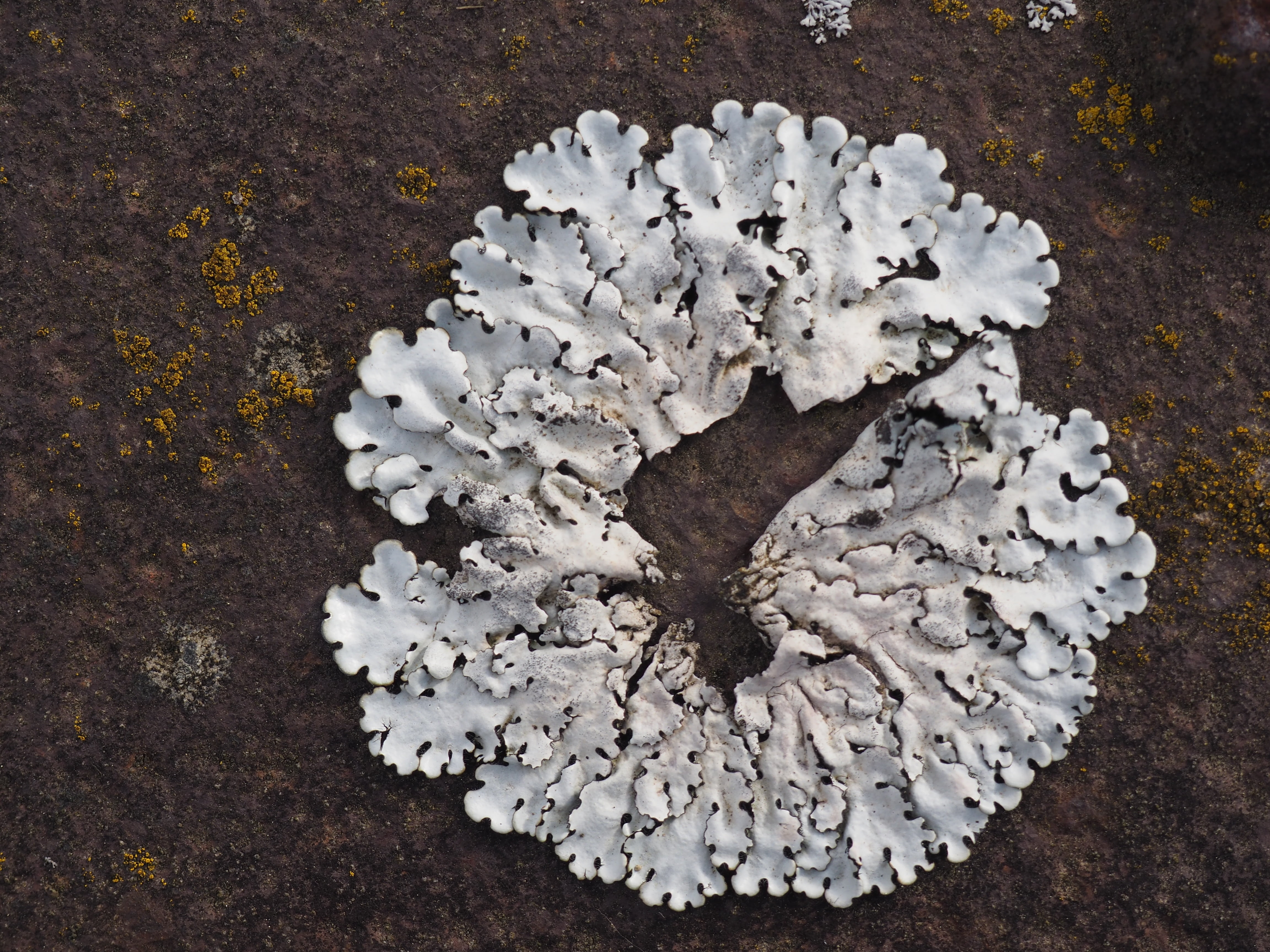 close-up, food, plant, wood - material, high angle view, directly above, no people, lichen, freshness, rust, day, growth, nature, food and drink, white, HD Wallpaper