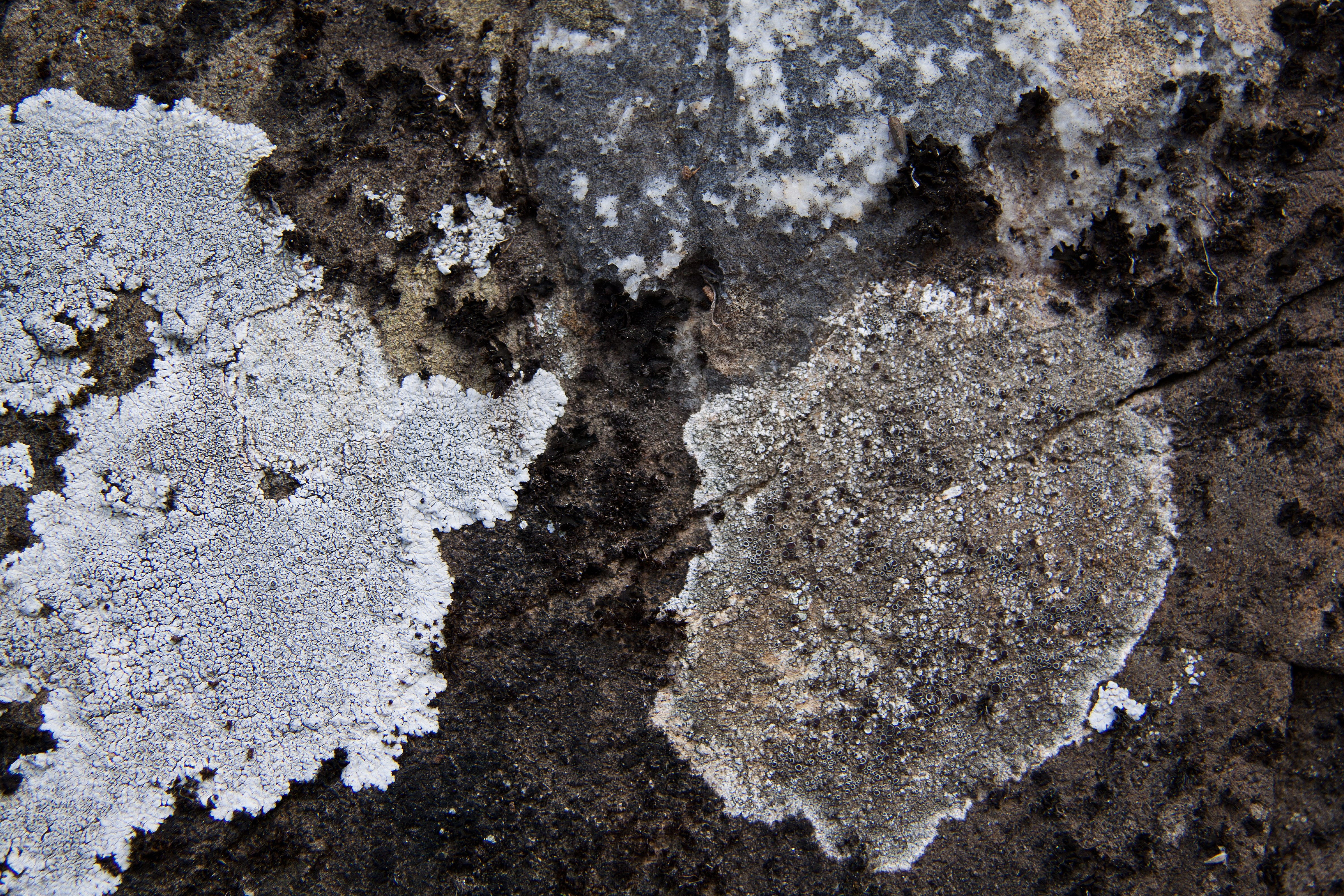 lichen, close-up, textured, grey, nature, winter, white, outdoors, built structure, land, weave, pattern, weathered, no people, solid, natural pattern, HD Wallpaper