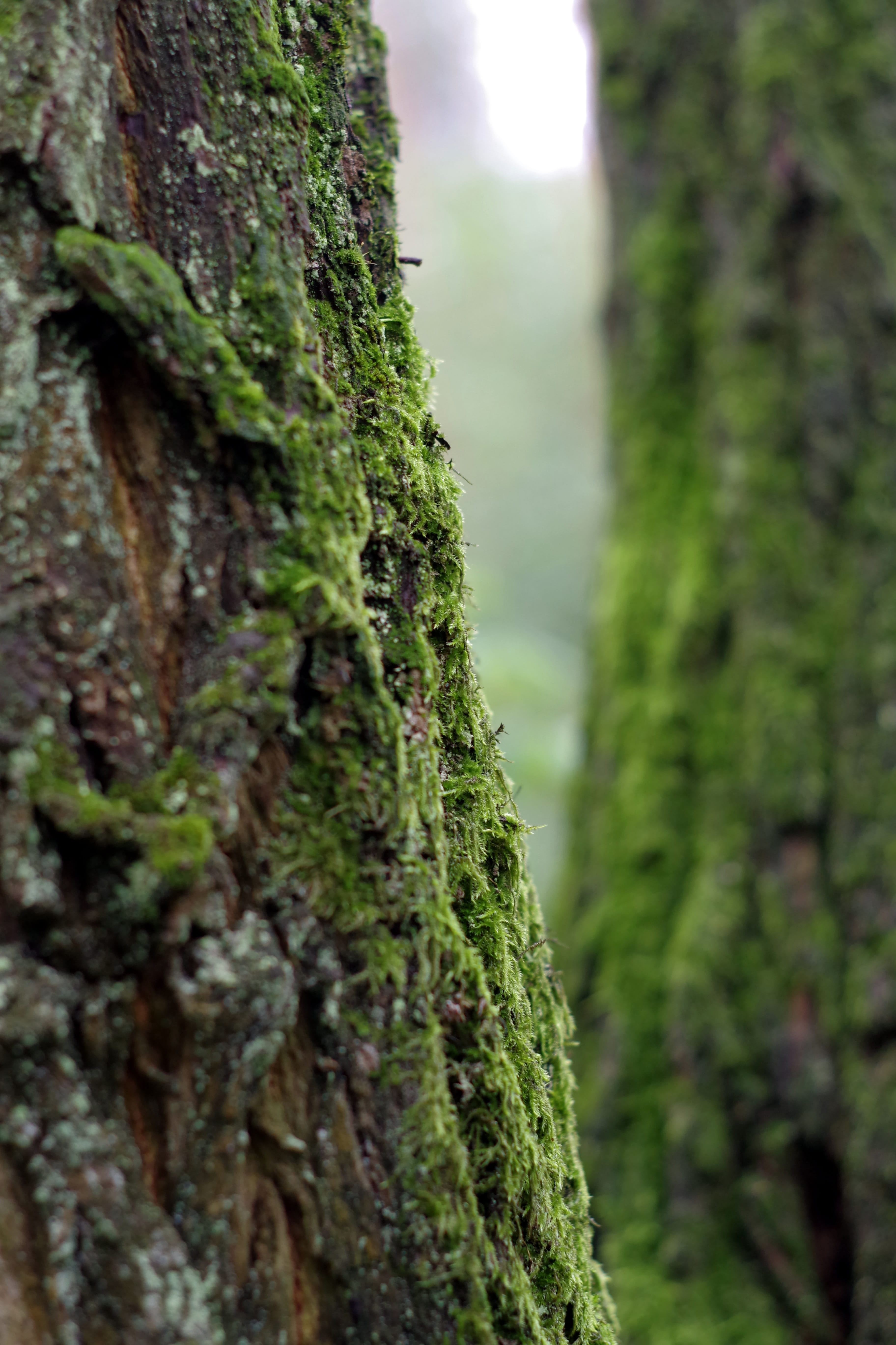 Old, trunk, Tree, day, próchniejący stock, the bark, plant, bark, textured, Moss, growth, rainforest, beauty in nature, 5K, outdoors, tree trunk, focus on foreground, Phone HD Wallpaper