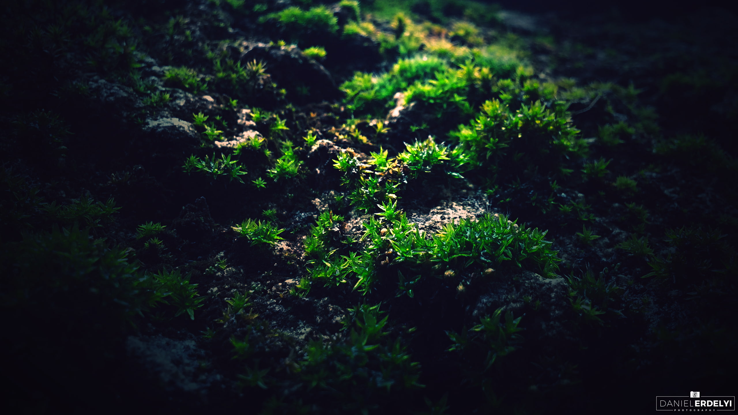 nature, selective focus, lichen, no people, growth, day, green, plant part, plant, macro, moss, field, tree, vulnerability, tranquility, leaf, beauty in nature, HD Wallpaper