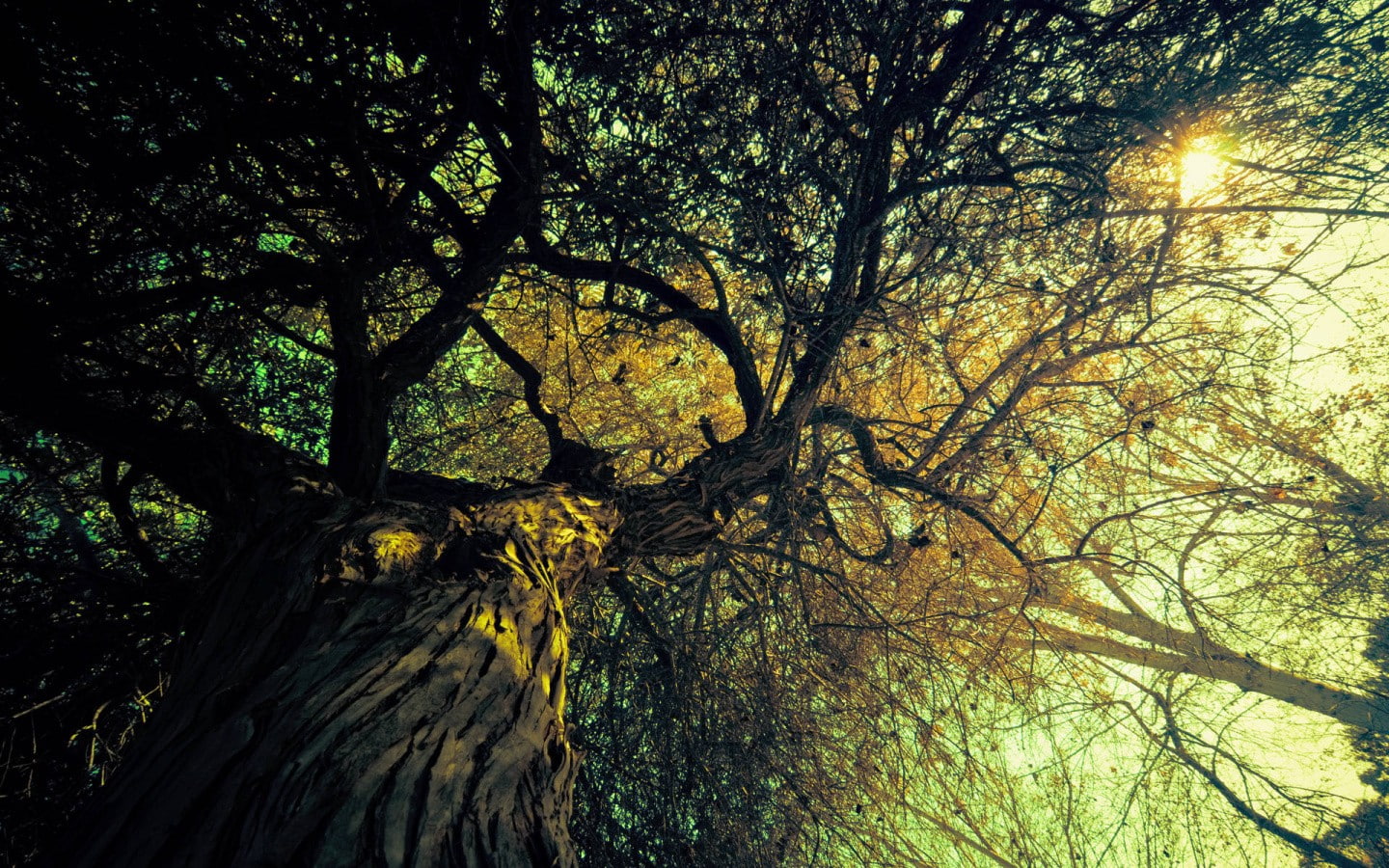 trees, 720P, sunlight, worms eye view, nature, filter, HD Wallpaper