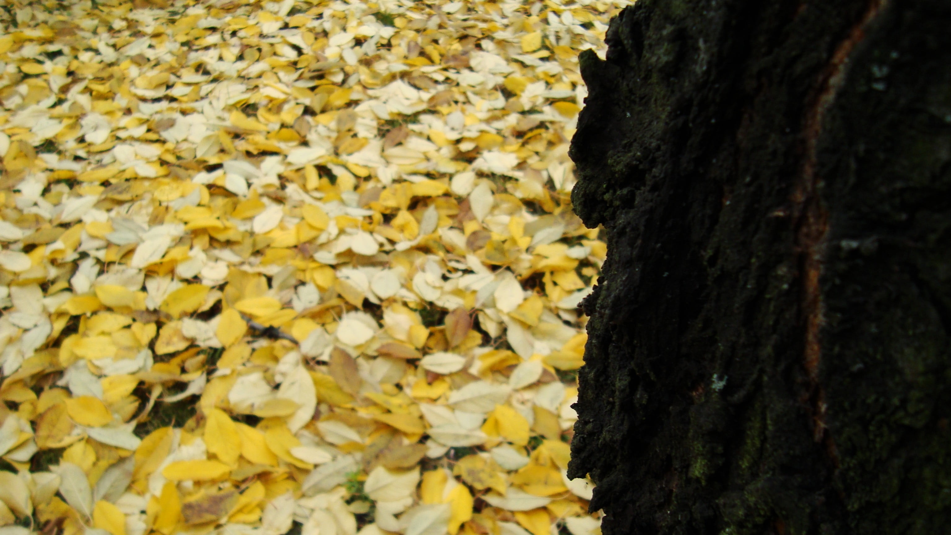 tree, tree trunk, autumn, fall, leaves, close-up, vulnerability, leaf, 2K, plant, outdoors, focus on foreground, trunk, fragility, plant part, growth, HD Wallpaper