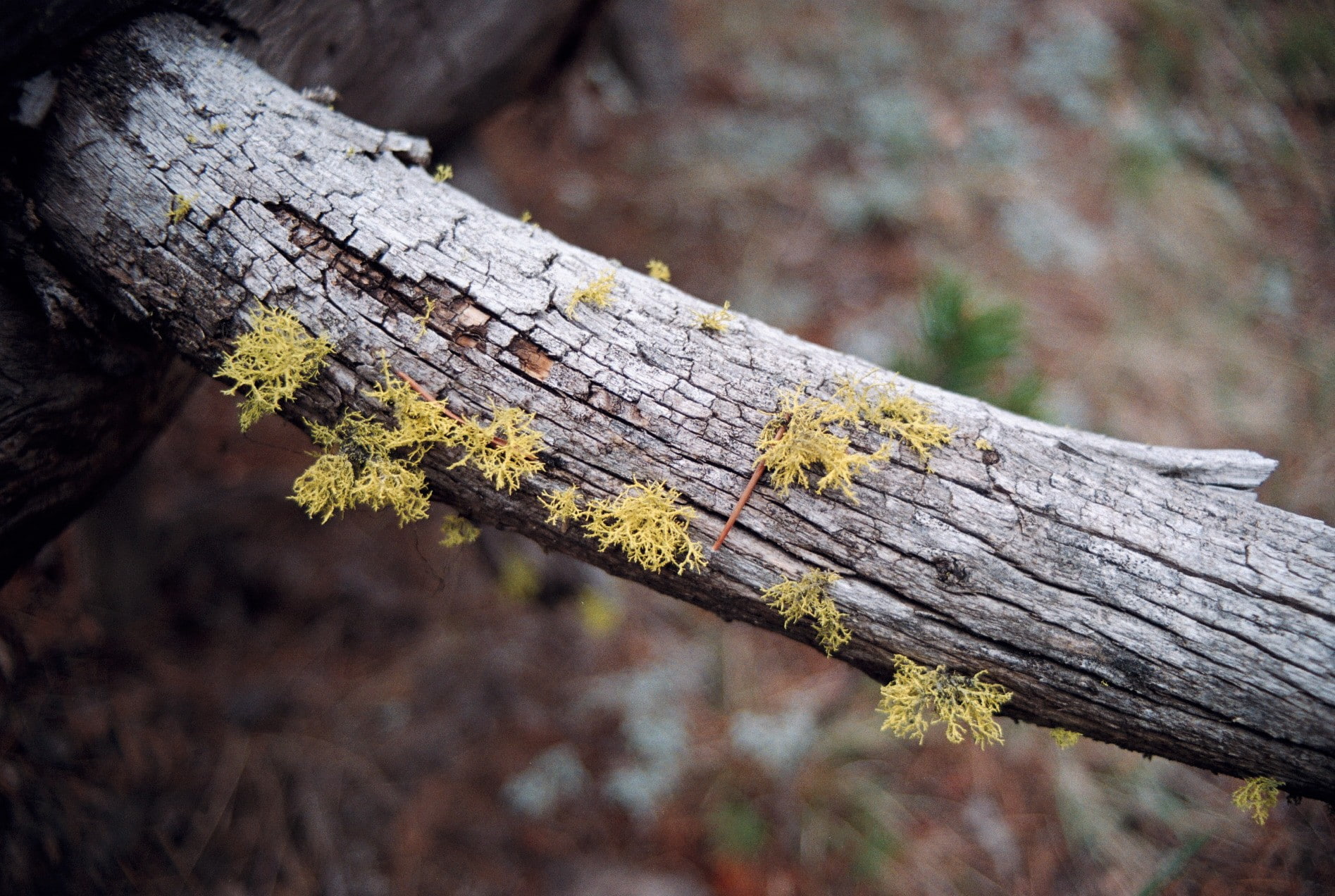 day, wood - material, lichen, branch, bark, no people, wood, nature, invertebrate, trunk, tree, rough, textured, growth, close-up, outdoors, moss, 720P, HD Wallpaper