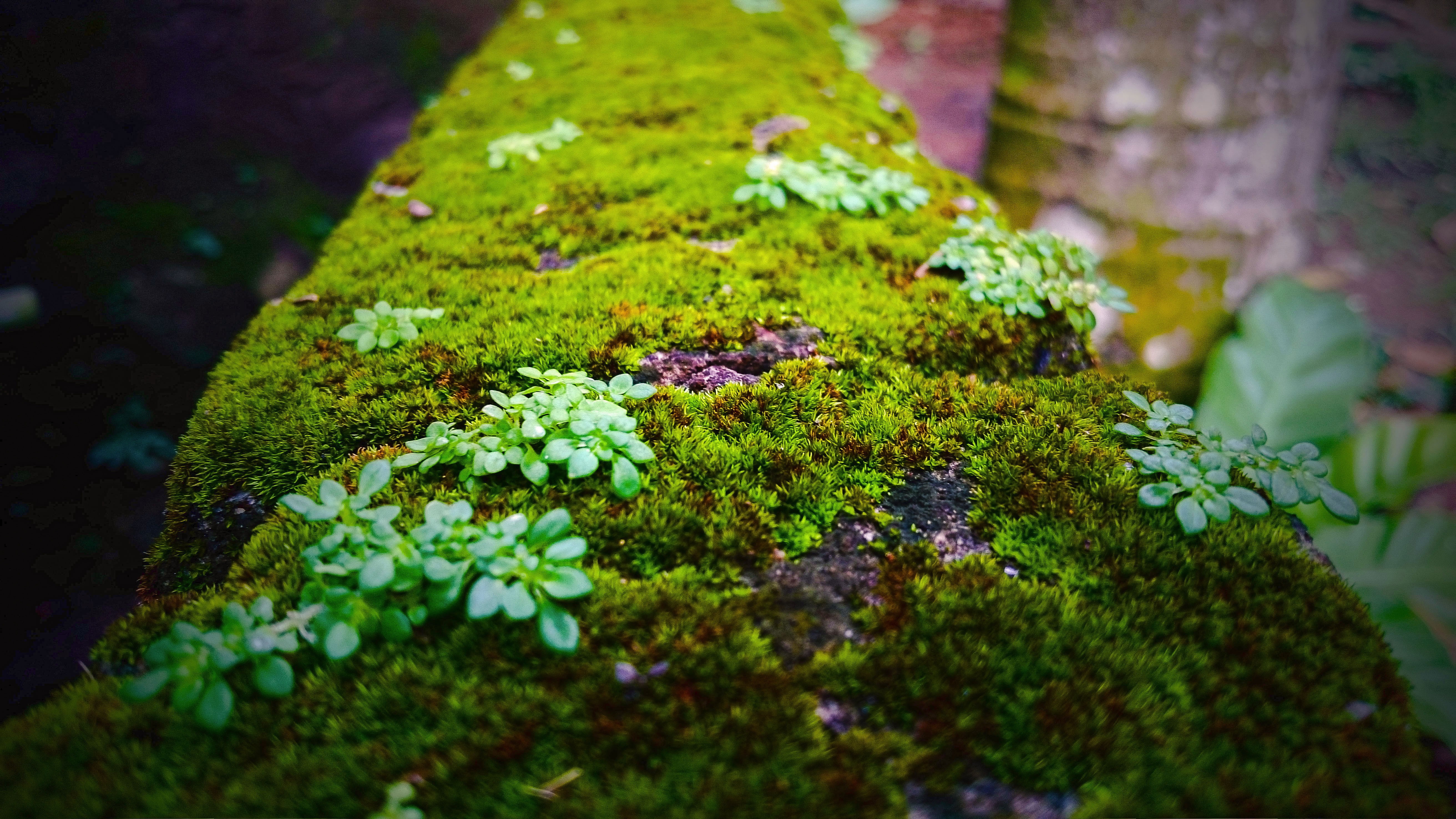 grass, selective focus, vulnerability, outdoors, plant part, green color, fragility, growth, flower, 5K, purple, plant, lichen, close-up, moss, nature, HD Wallpaper