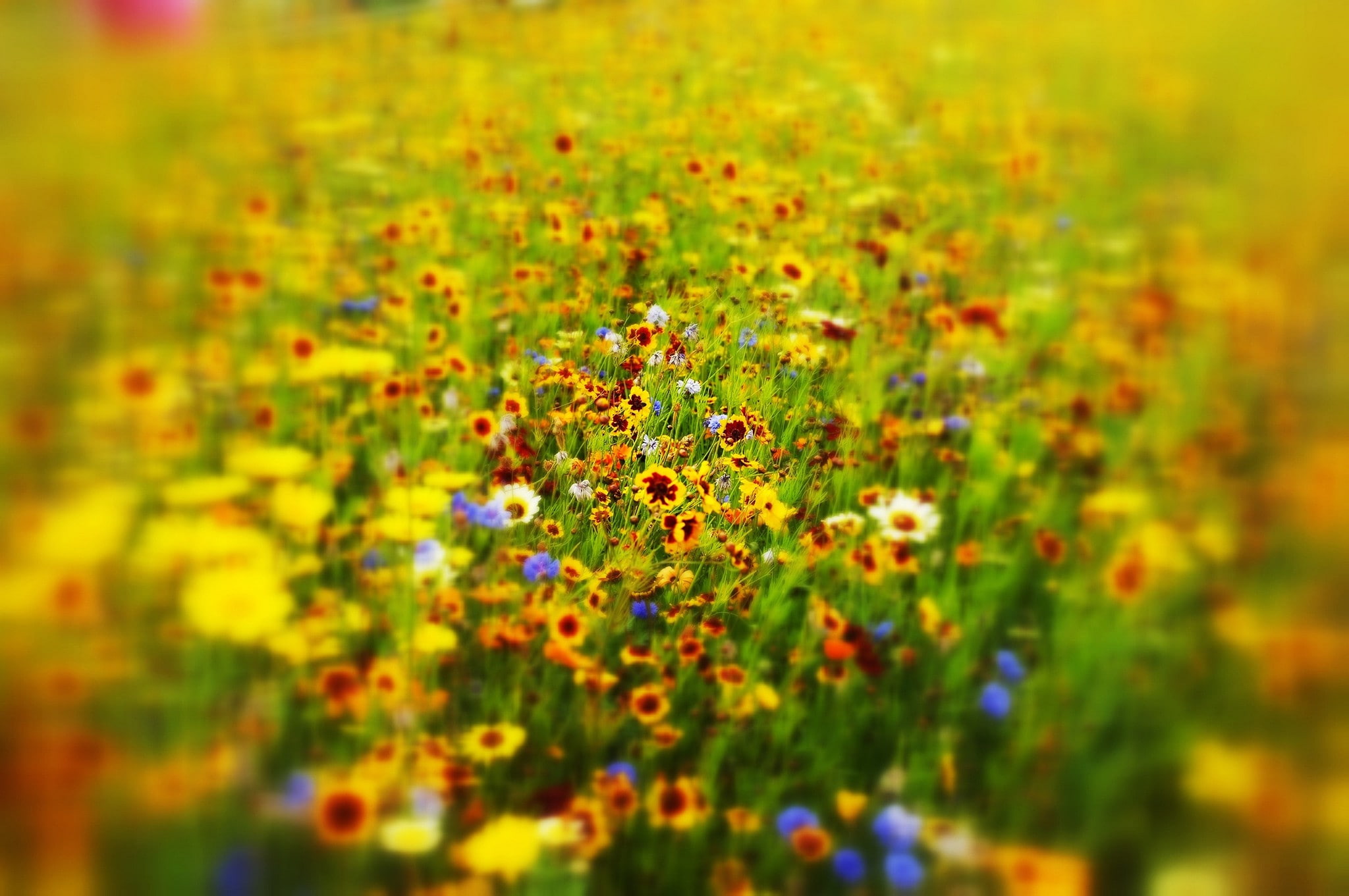 field, plants, fragility, backgrounds, lichen, flowering plant, selective focus, day, yellow, growth, flower, vulnerability, outdoors, no people, beauty in nature, HD Wallpaper