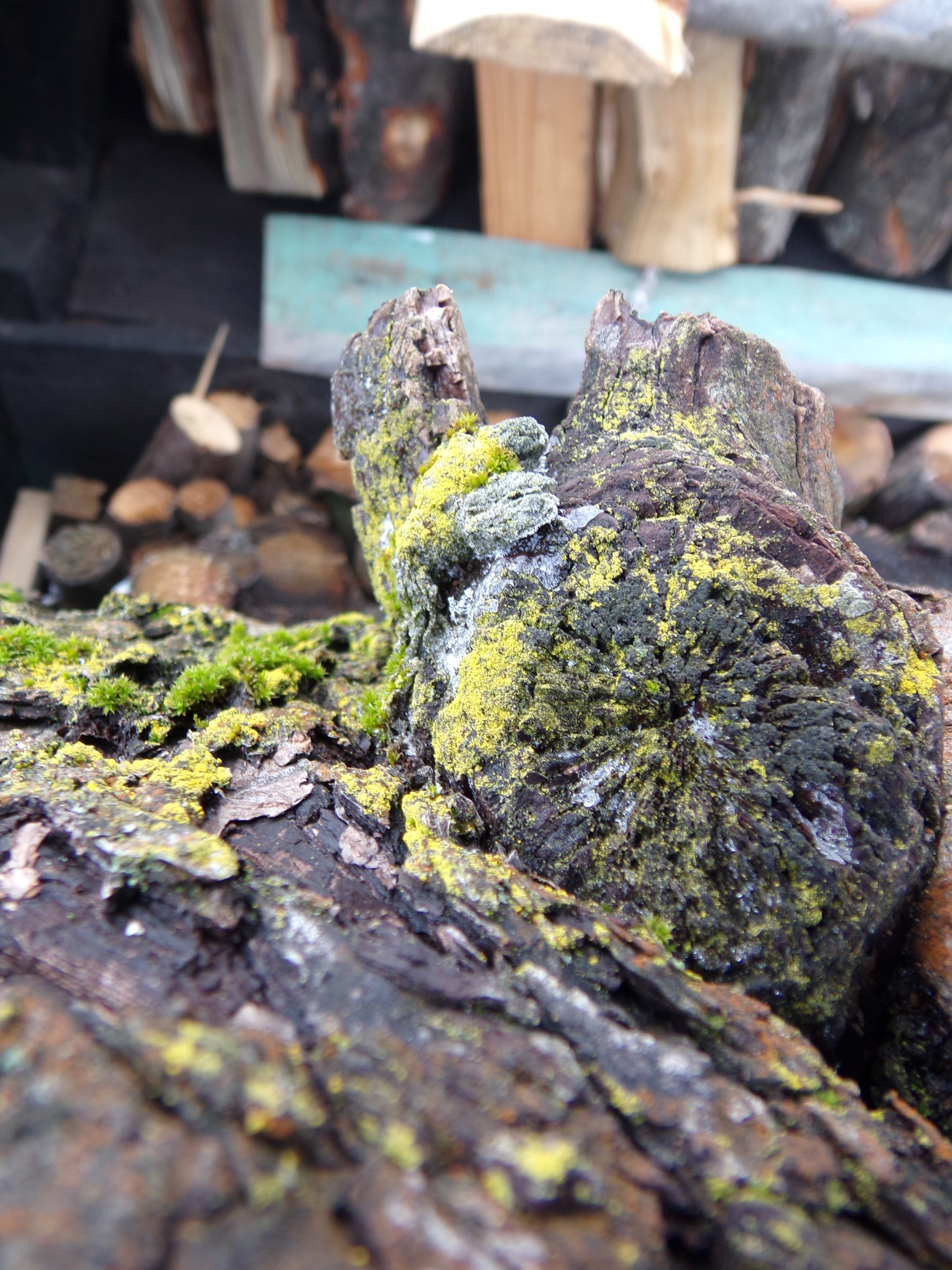 lichen, no people, close-up, day, rock, 4K, weathered, grass, wood, nature, focus on foreground, wood - material, moss, textured, green color, outdoors, Phone HD Wallpaper
