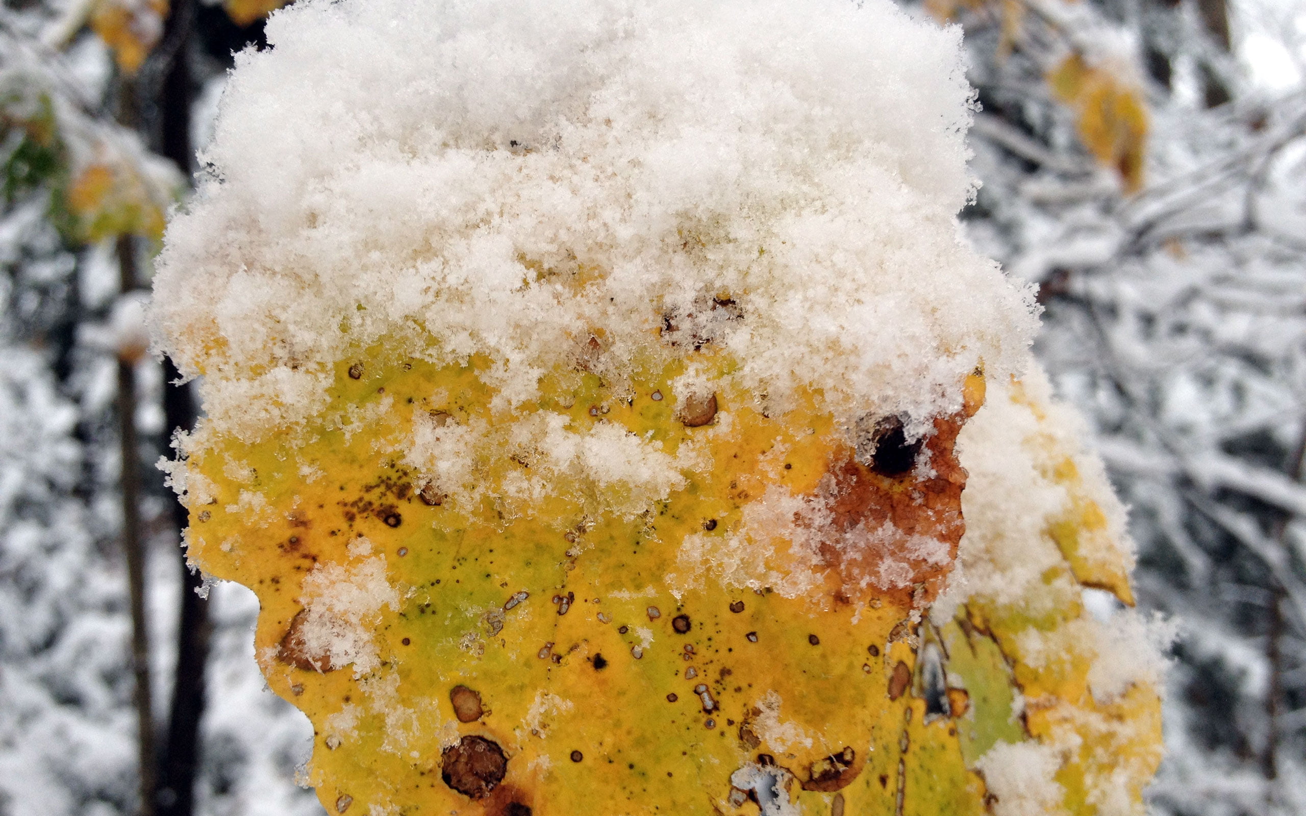 day, outdoors, growth, 2K, leaves, plant, frozen, nature, white color, no people, close-up, tree, ice, covered, tranquility, photography, lichen, winter, HD Wallpaper