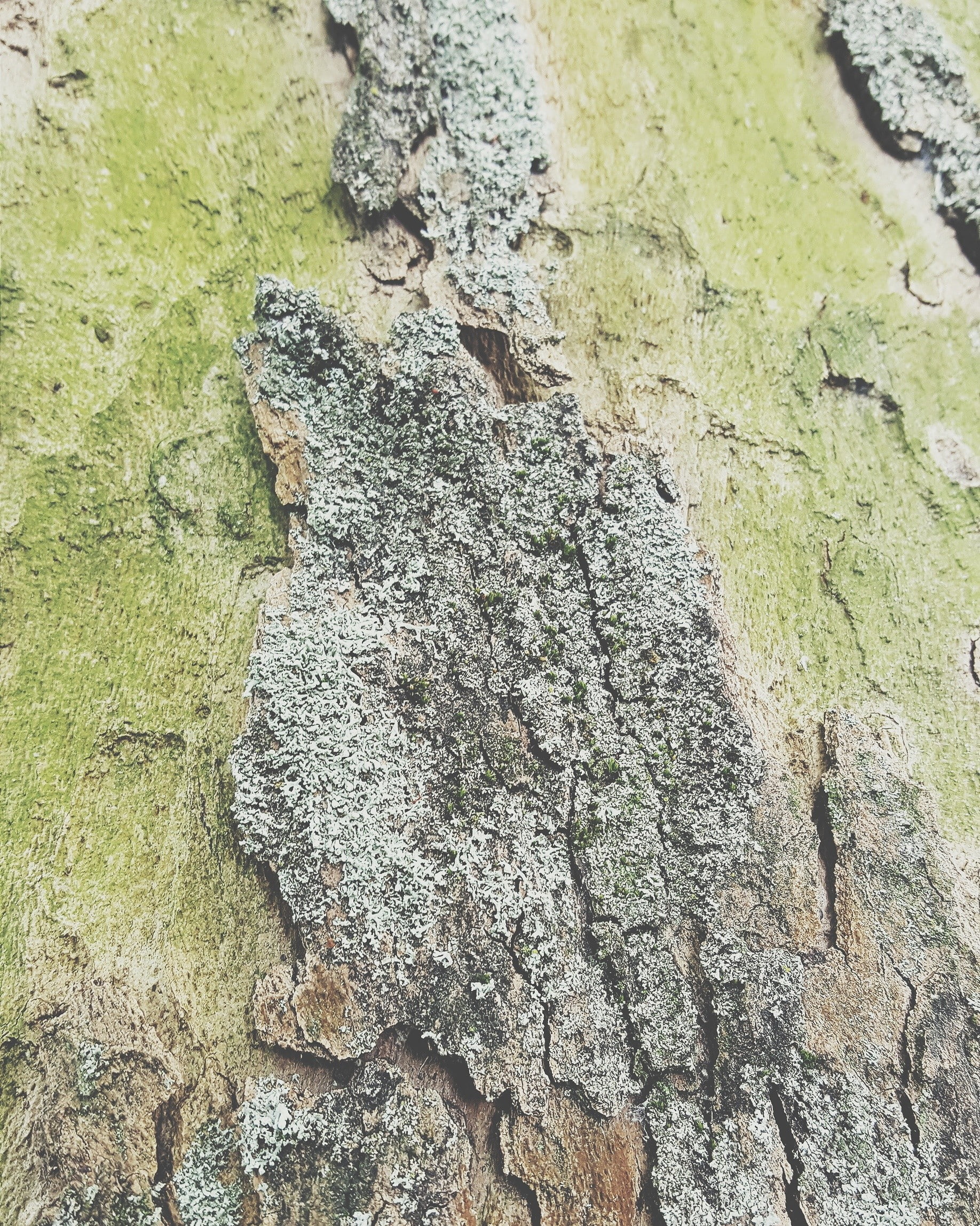 animal wildlife, moss, animal, trunk, weathered, plant, tree trunk, close-up, high angle view, day, land, old, no people, plants, rough, lichen, mud, 1080P, Phone HD Wallpaper