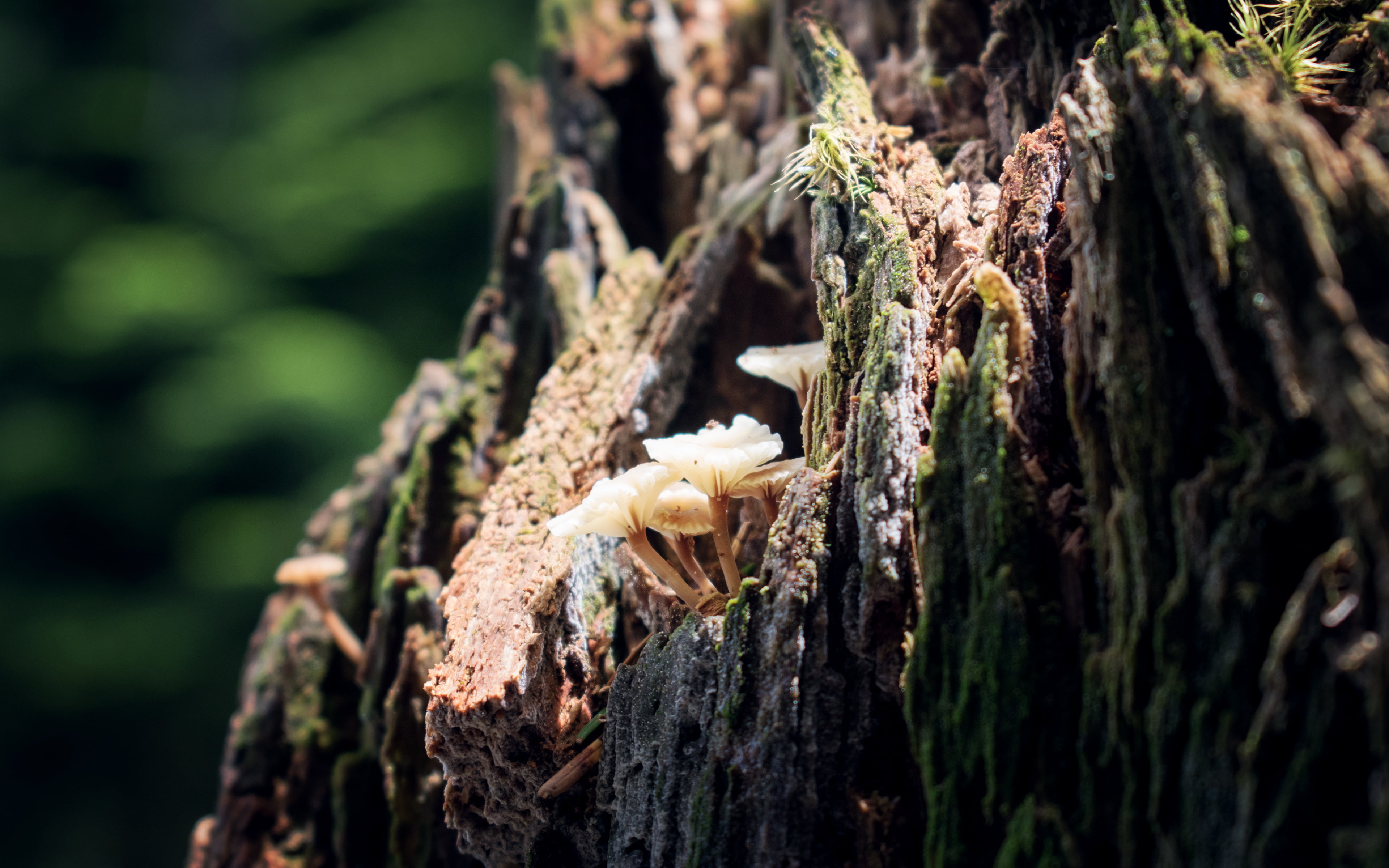 tree trunk, fungus, focus on foreground, vulnerability, fragility, close-up, outdoors, tree, bark, lichen, forest, day, beauty in nature, nature, 4K, plant, HD Wallpaper