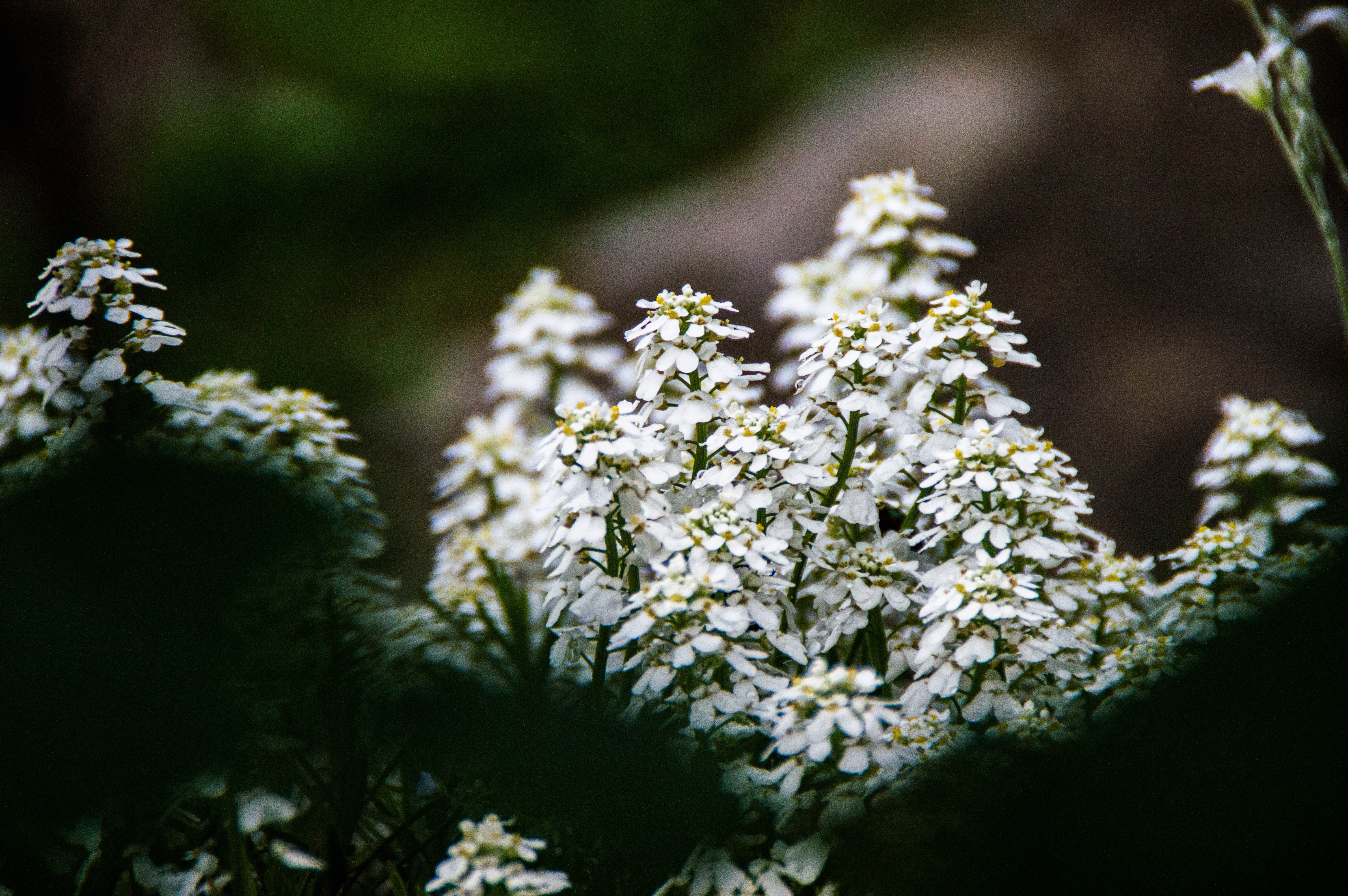 white flowers, vulnerability, growth, blossom, lichen, selective focus, outdoors, freshness, day, tranquility, 5K, no people, flower, nature, white color, HD Wallpaper