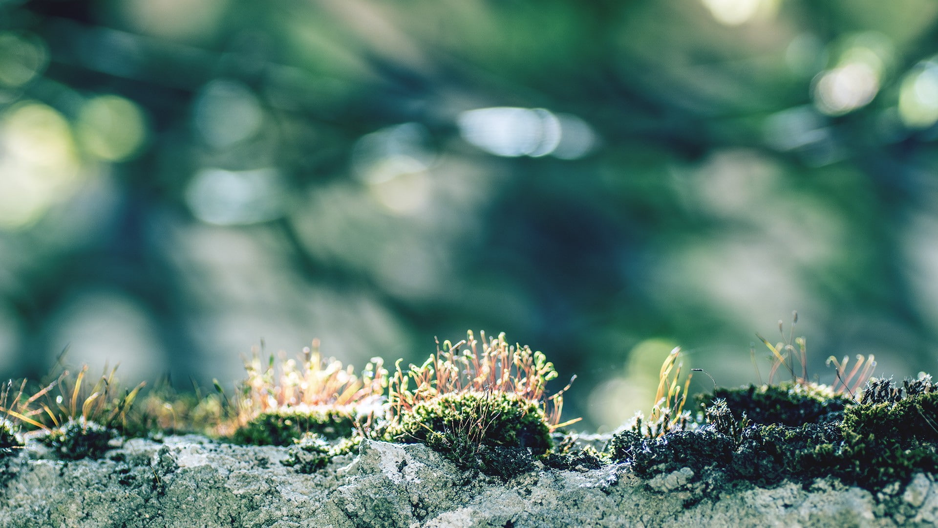 land, beauty in nature, focus on foreground, outdoors, tranquility, growth, 1080P, close-up, snow, coniferous tree, selective focus, field, fir tree, cold temperature, HD Wallpaper