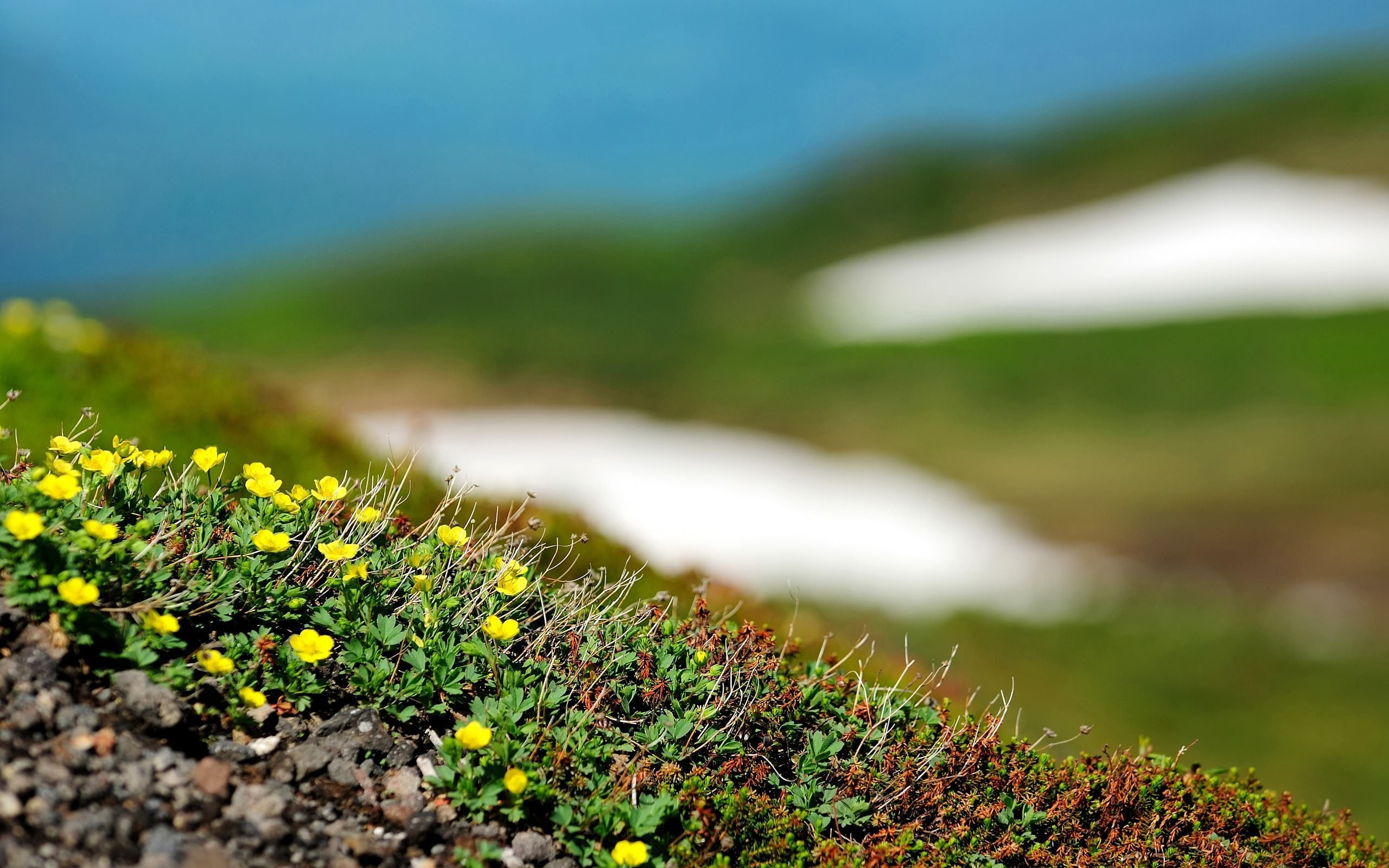 focus on foreground, outdoors, day, environment, growth, lichen, selective focus, plant, leaf, green color, close-up, beauty in nature, macro, scenics - nature, HD Wallpaper