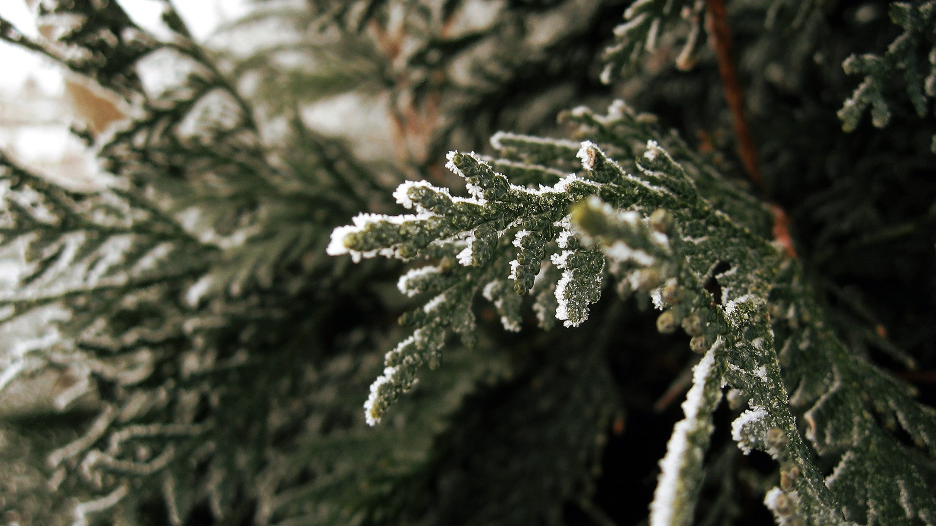 nature, tree, outdoors, trees, winter, close-up, plant, beauty in nature, fir tree, focus on foreground, selective focus, branch, frozen, day, ice, lichen, HD Wallpaper
