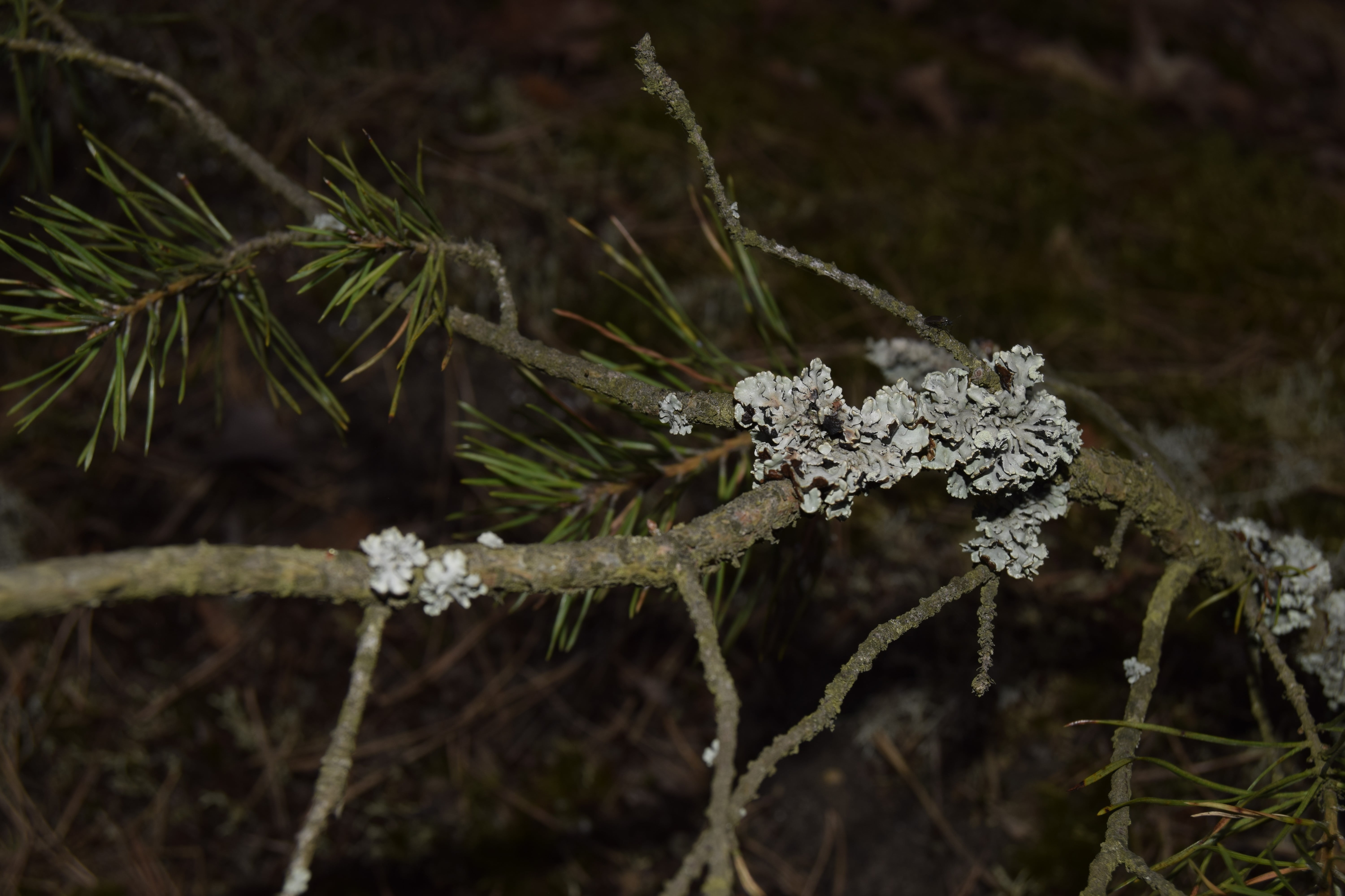 pine tree, close-up, green color, frost, green, nature, tranquility, 5K, beauty in nature, cold temperature, coniferous tree, trees, snow, selective focus, HD Wallpaper
