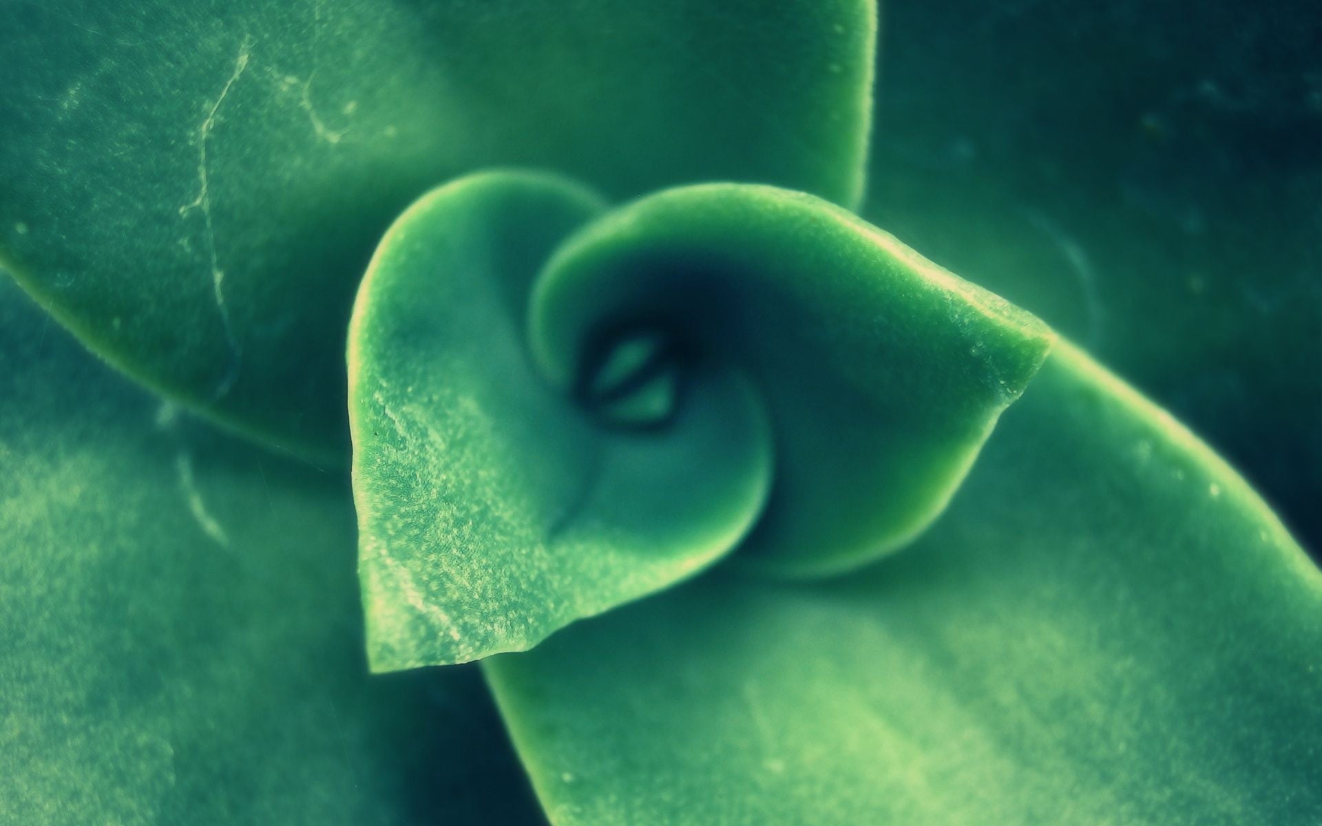 abstract, environment, valentines day - holiday, close-up, growth, green Color, no People, beauty in nature, photography, backgrounds, flower, color Image, HD Wallpaper