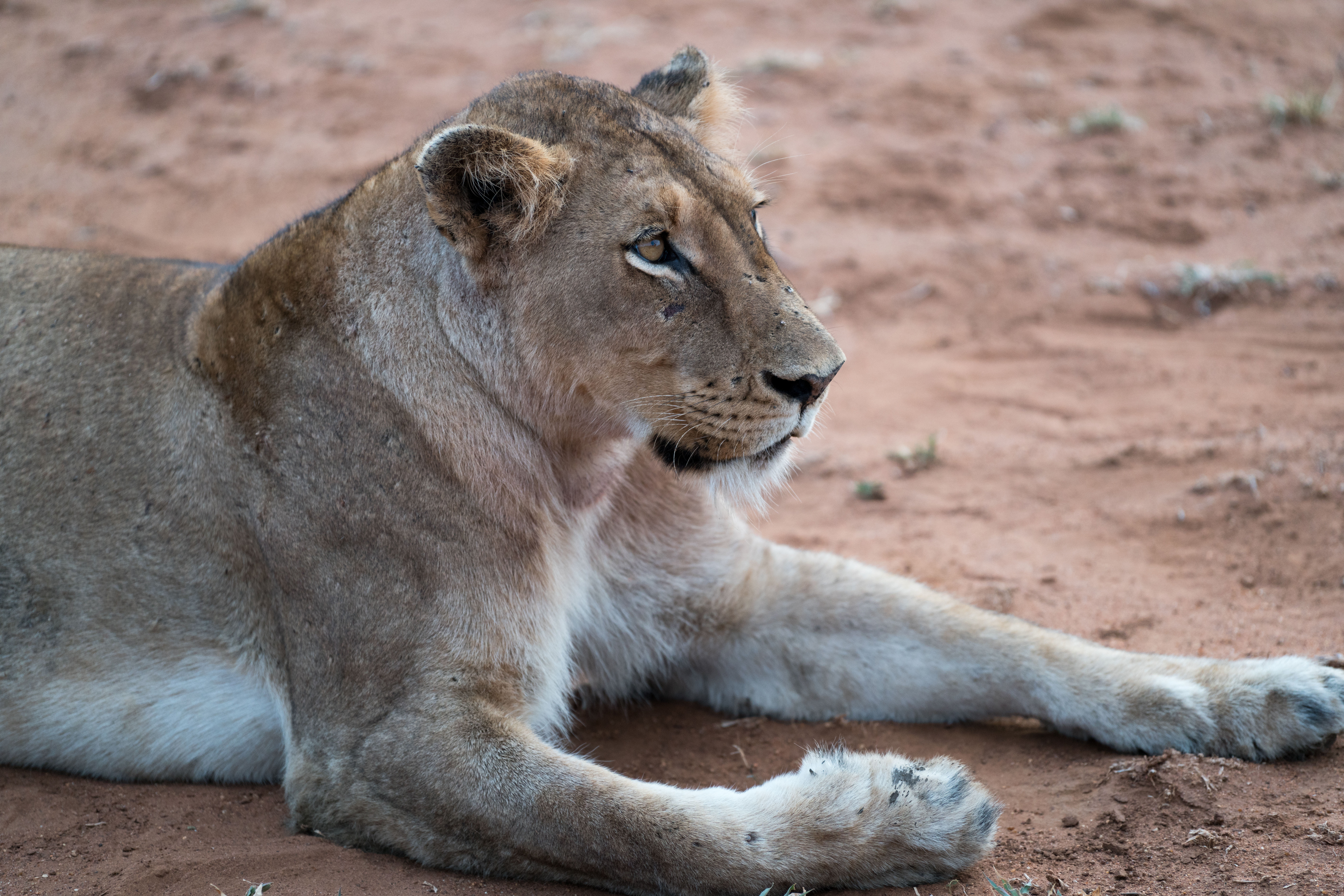 mammal, vertebrate, wildlife, sitting, female animal, 8K, zoo, nature, animal, outdoors, lion - Feline, safari Animals, soil, cat, lying, animals In The Wild, HD Wallpaper