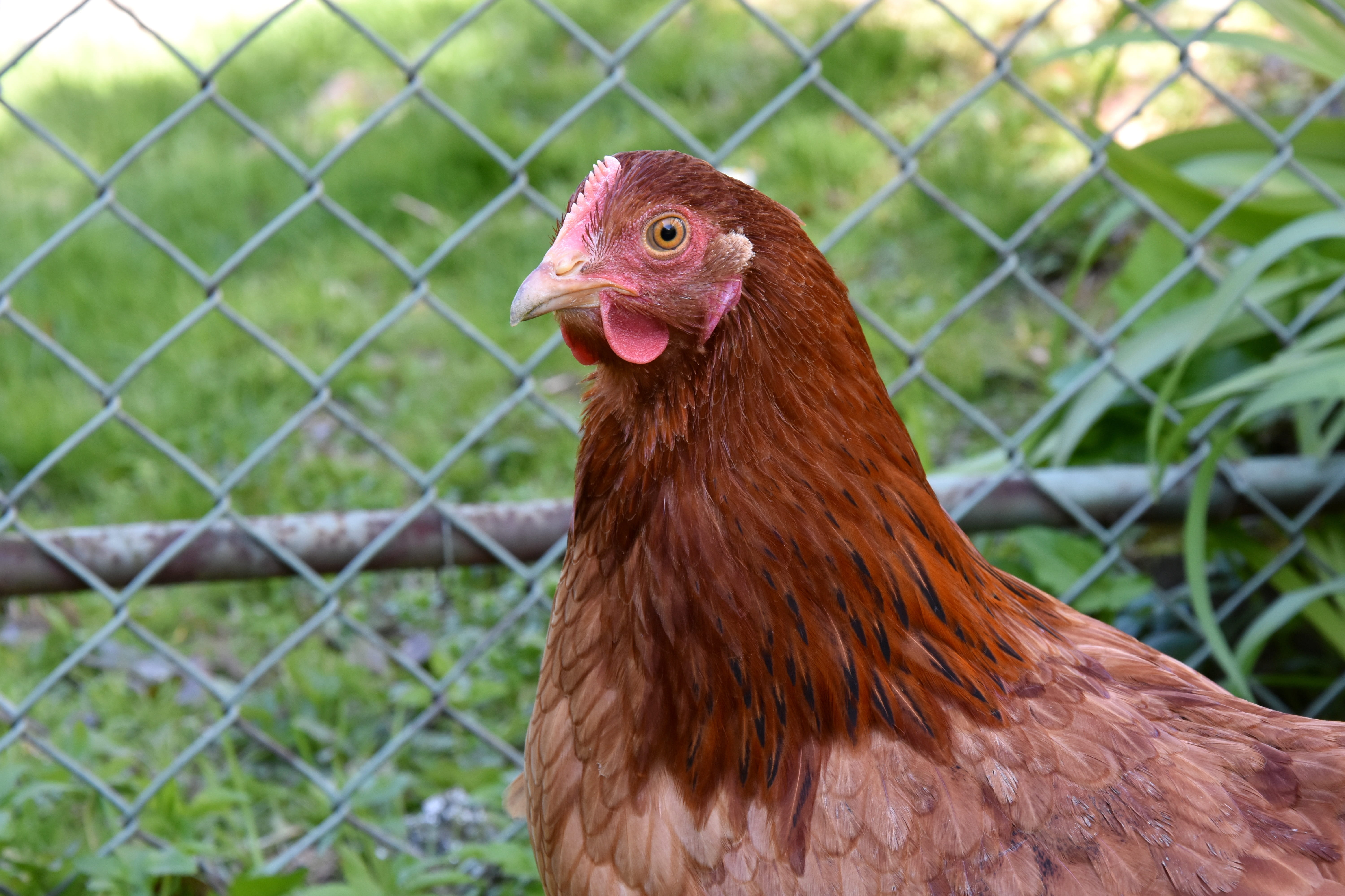 Bird, domestic, Village, animal, fence, 5K, animal head, Hen, chicken - Bird, focus on foreground, Chicken, domestic Animals, organic chicken, meat, rooster, HD Wallpaper