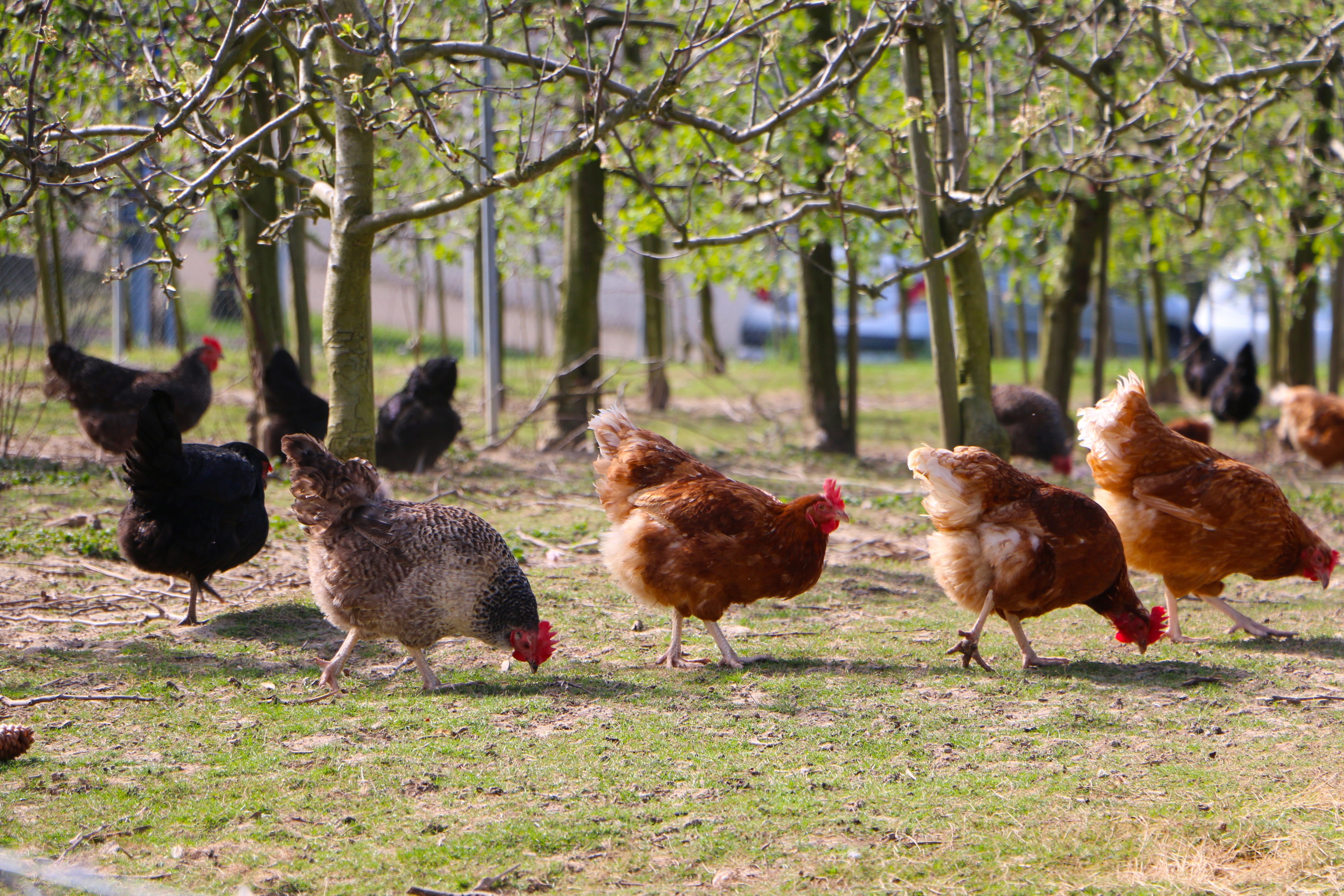 plant, farm, daytime, hens, food, leaf, bird, 5K, day, tree, chicken - Bird, hen, outdoor, livestock, outdoors, black, poultry, chicken Coop, field, animal wildlife, HD Wallpaper