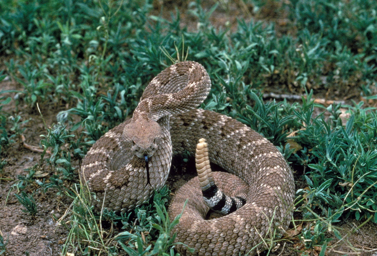 snake, Crotalus atrox, crotalus, animal wildlife, day, diamondback, vertebrate, wildlife, 720P, one animal, western diamondback, reptile, animals in the wild, HD Wallpaper