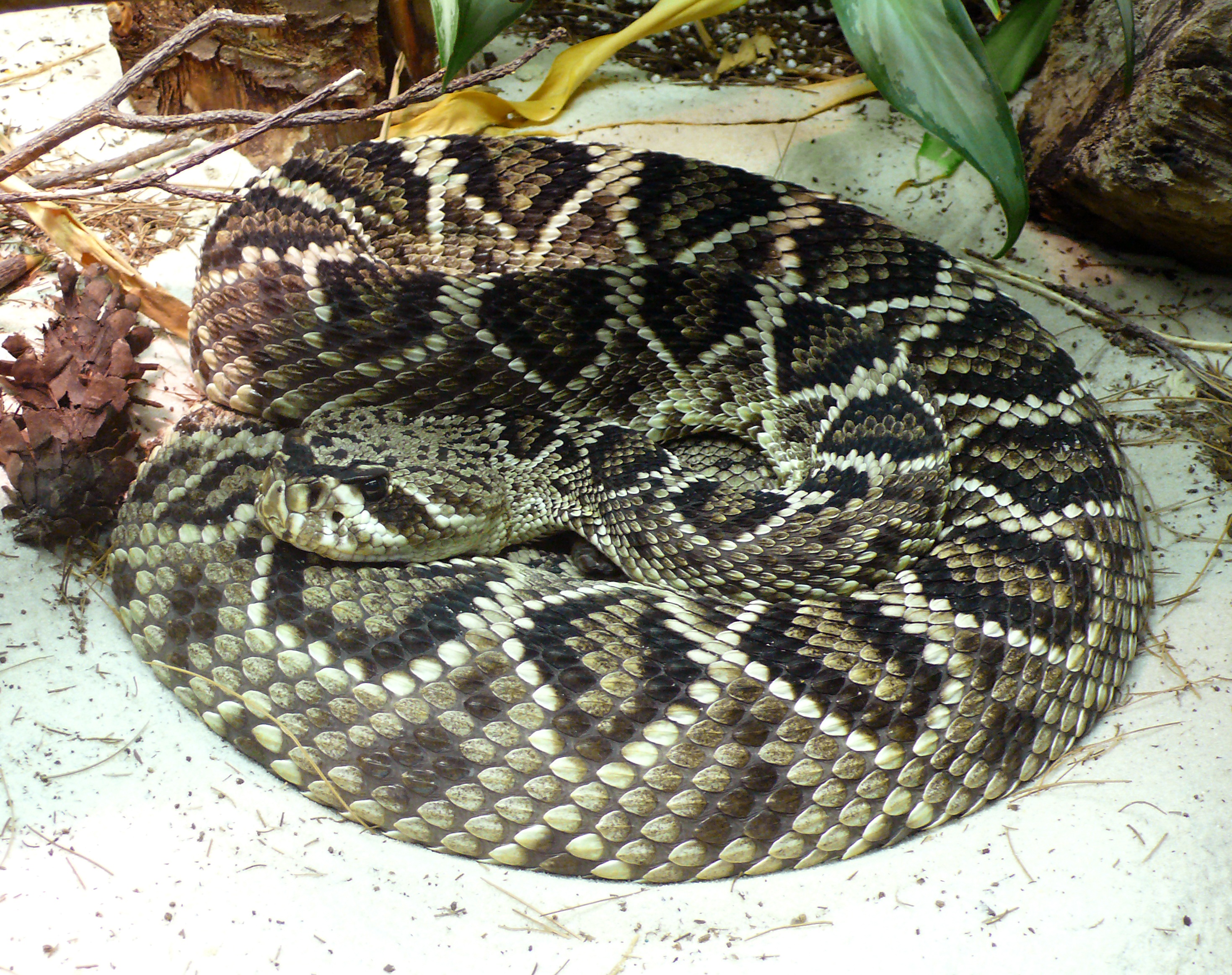 rattle, day, animal, curled up, vertebrate, animals in the wild, 2K, dangerous, eastern diamondback, venomous, no people, animal themes, close-up, animal scale, HD Wallpaper