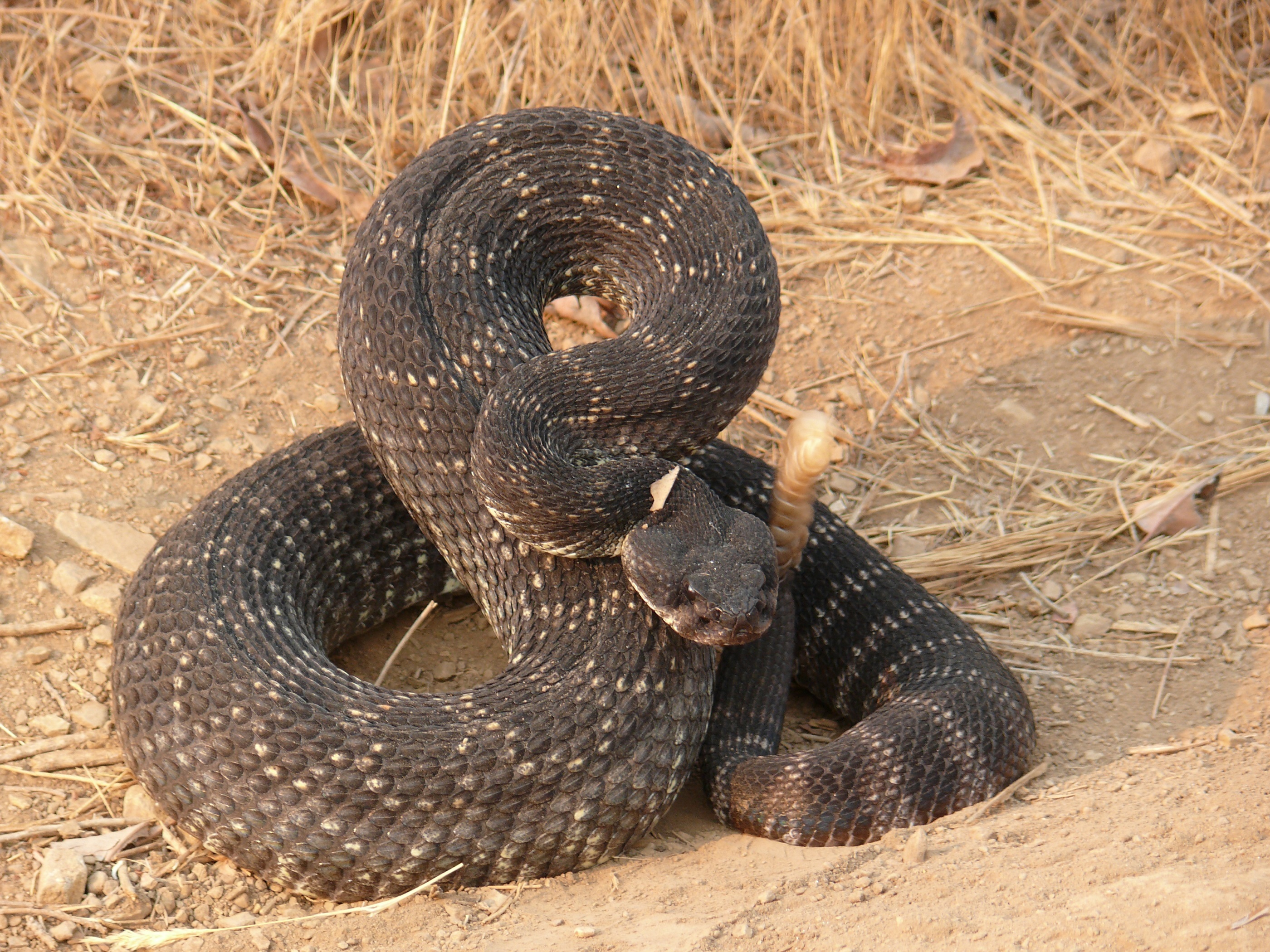 black, grasses, pit viper, lethal, venomous, strike, wildlife, high angle view, animals in the wild, full length, deadly, rattle, brown, animal wildlife, HD Wallpaper