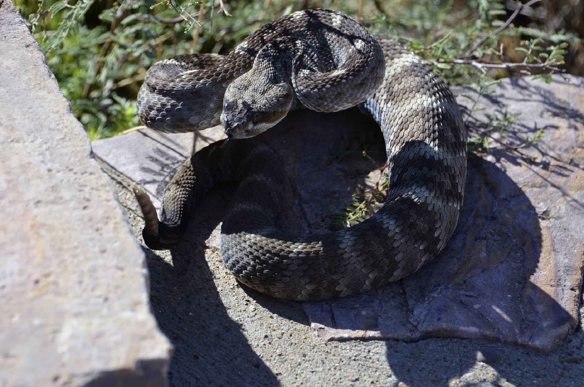 pit viper, 1080P, danger, vertebrate, serpent, animal wildlife, elephant, animals in the wild, sunlight, solid, day, no people, green rattler, tree, rock, HD Wallpaper