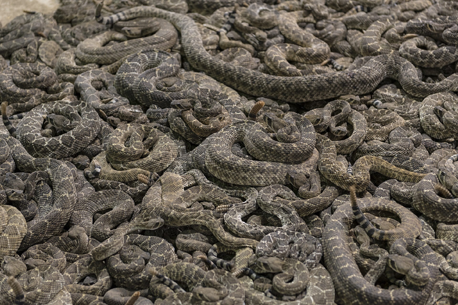 pattern, land, poisonous, reptile, abundance, deadly, textured, complexity, 1080P, gray, reptiles, Rattlesnakes, Vipers, animal themes, high angle view, HD Wallpaper