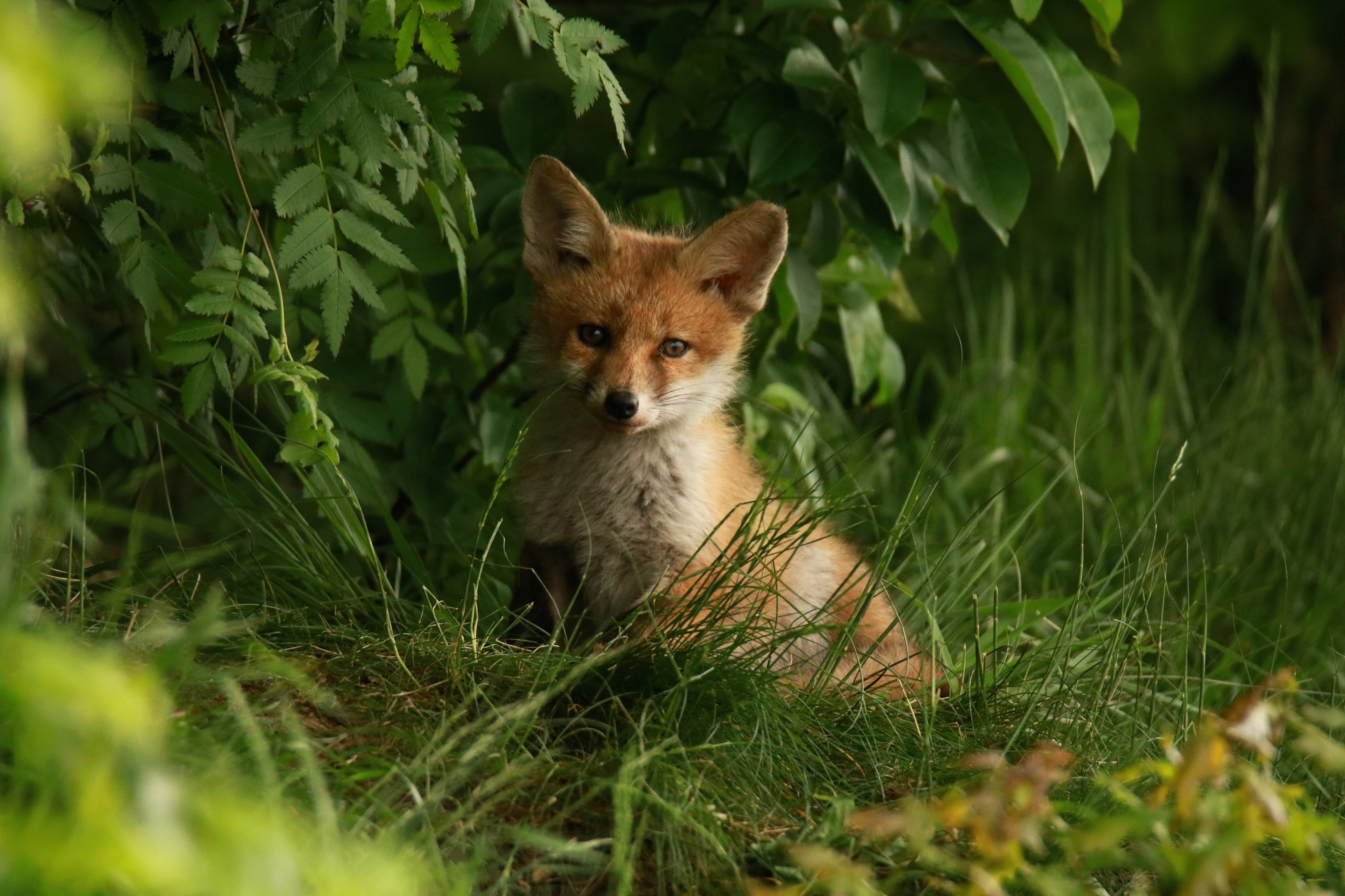 fluffy, snub nose, green color, day, grass, cute, outdoors, no people, plant, red, selective focus, animals in the wild, animal, animal wildlife, red head, HD Wallpaper