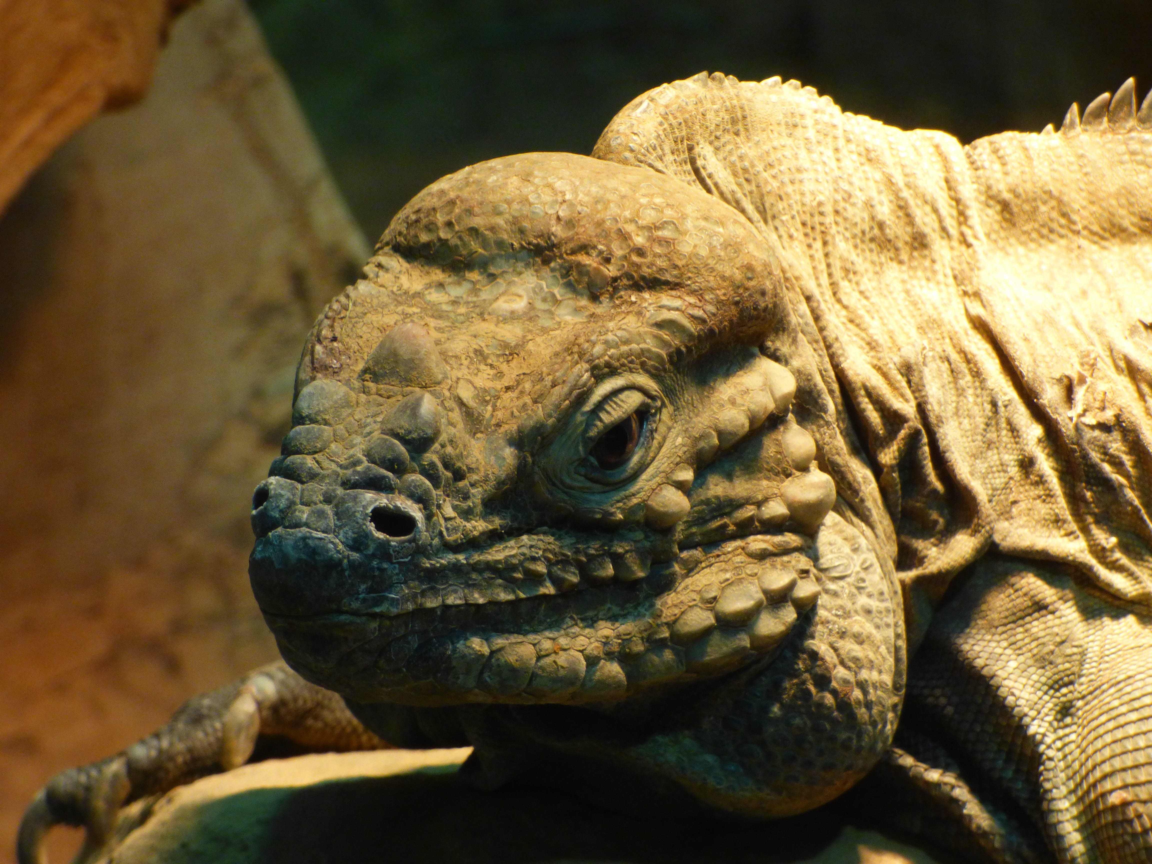animal body part, animal head, zoo, turtle, no people, terrarium animals, reptile, eye, animal world, Animal, creature, close-up, bartagam, iguana, claw, HD Wallpaper