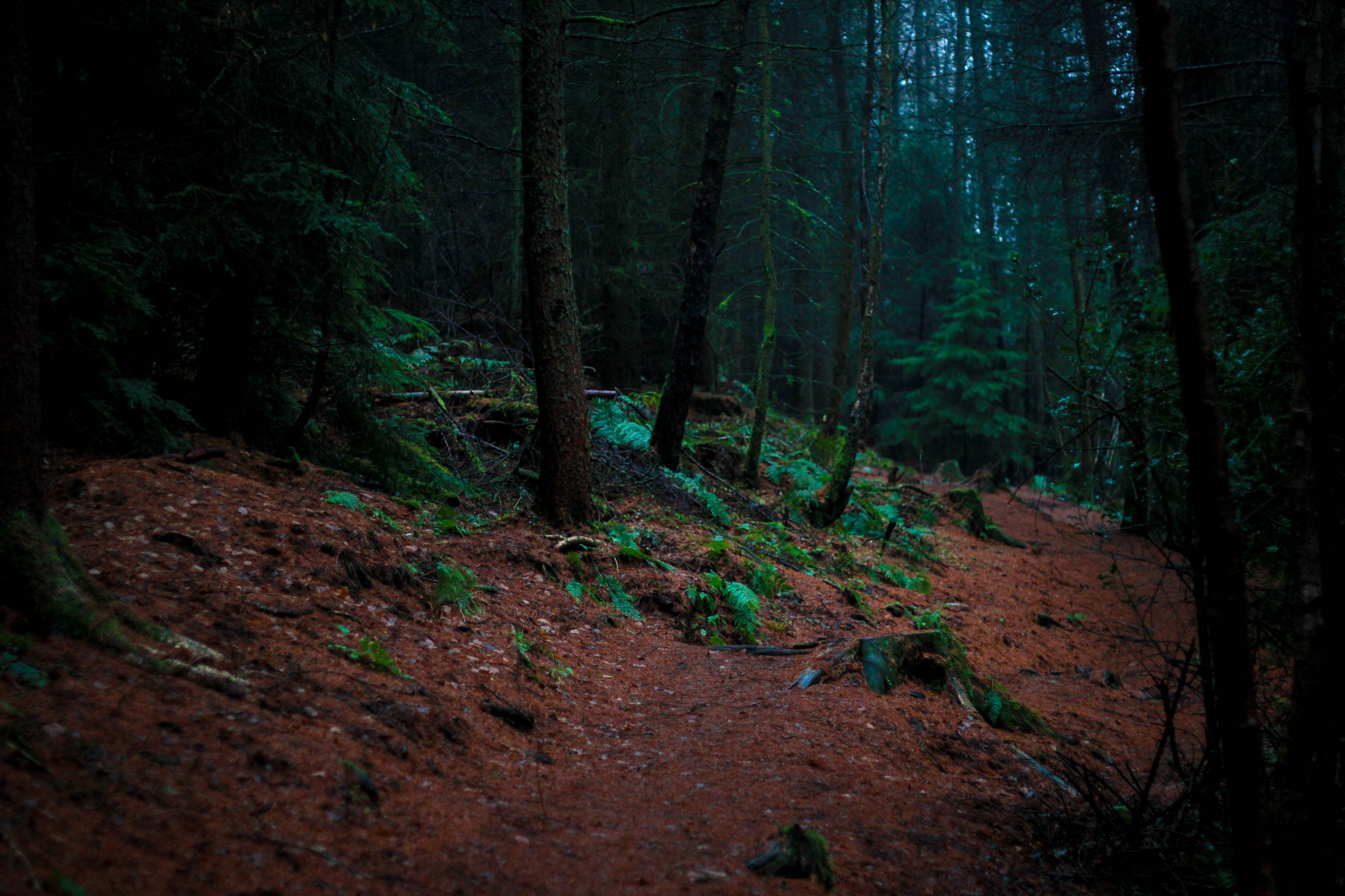 mystery, tree Trunk, day, tree, tranquil Scene, outdoors, color Image, footpath, no People, beauty In Nature, brown, wilderness Area, extreme Terrain, plant, HD Wallpaper