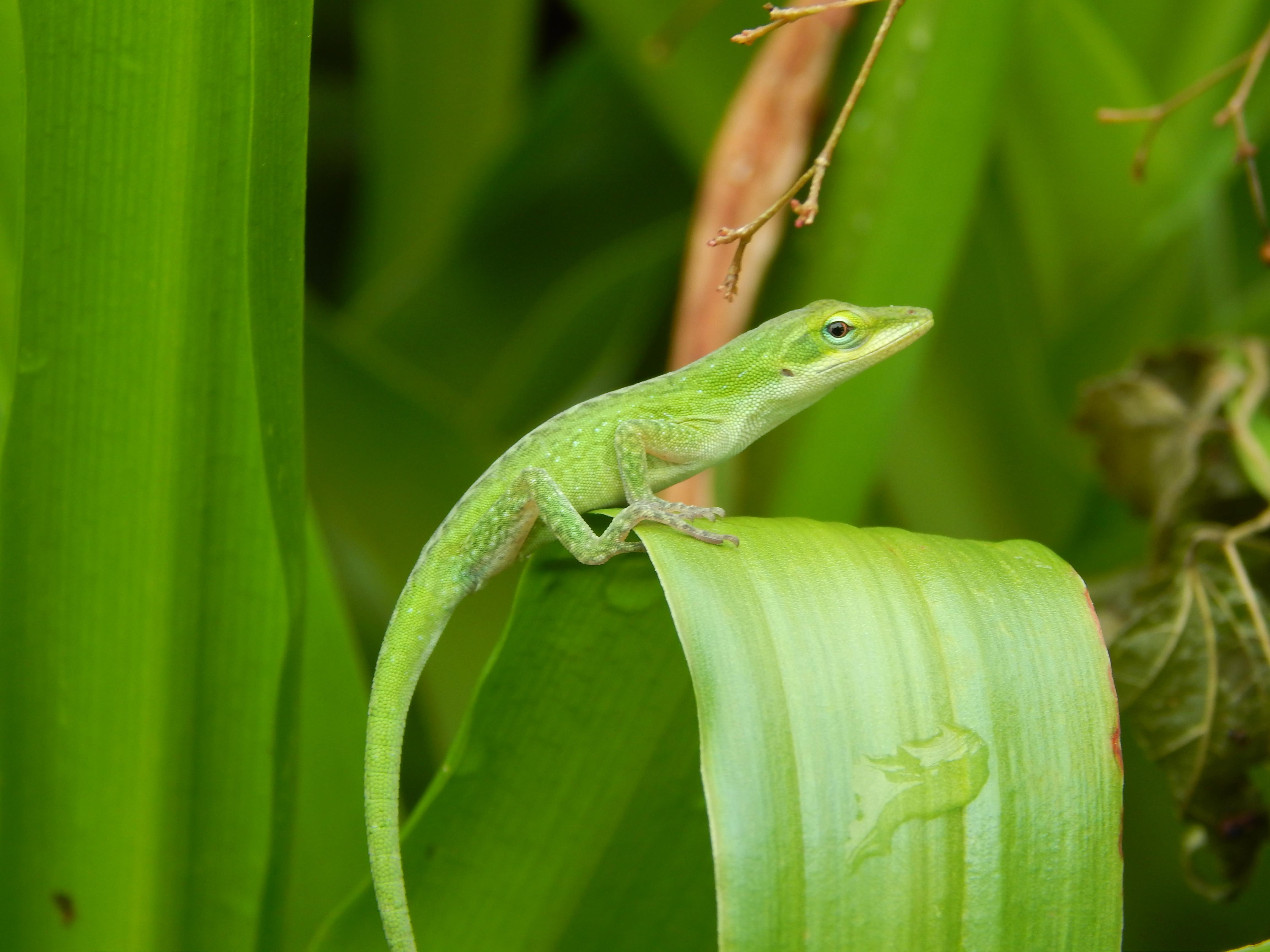 cute, outdoor, green, 4K, anole, lizard, nature, plants, HD Wallpaper