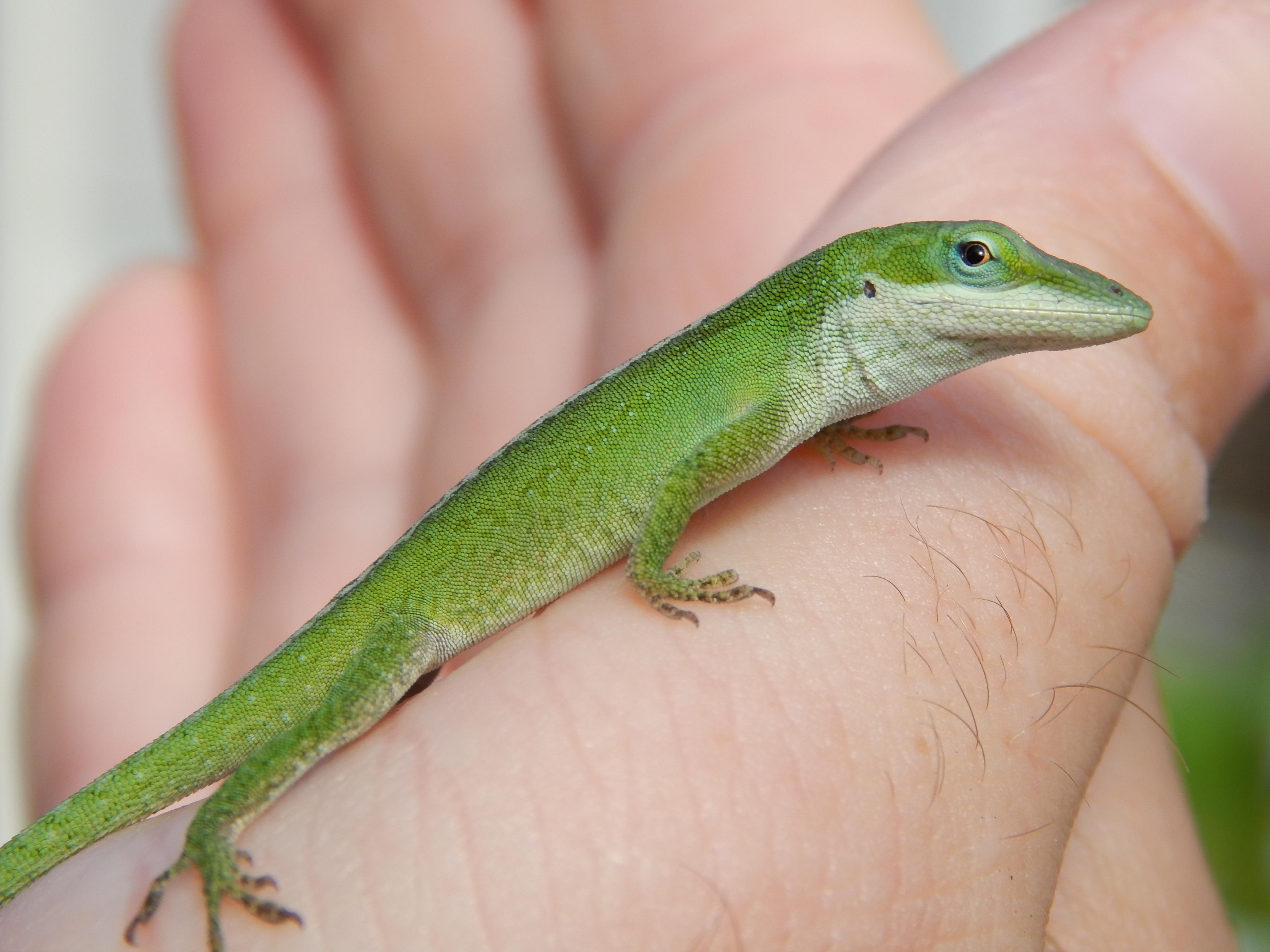 4K, green, hand, anole, lizard, HD Wallpaper