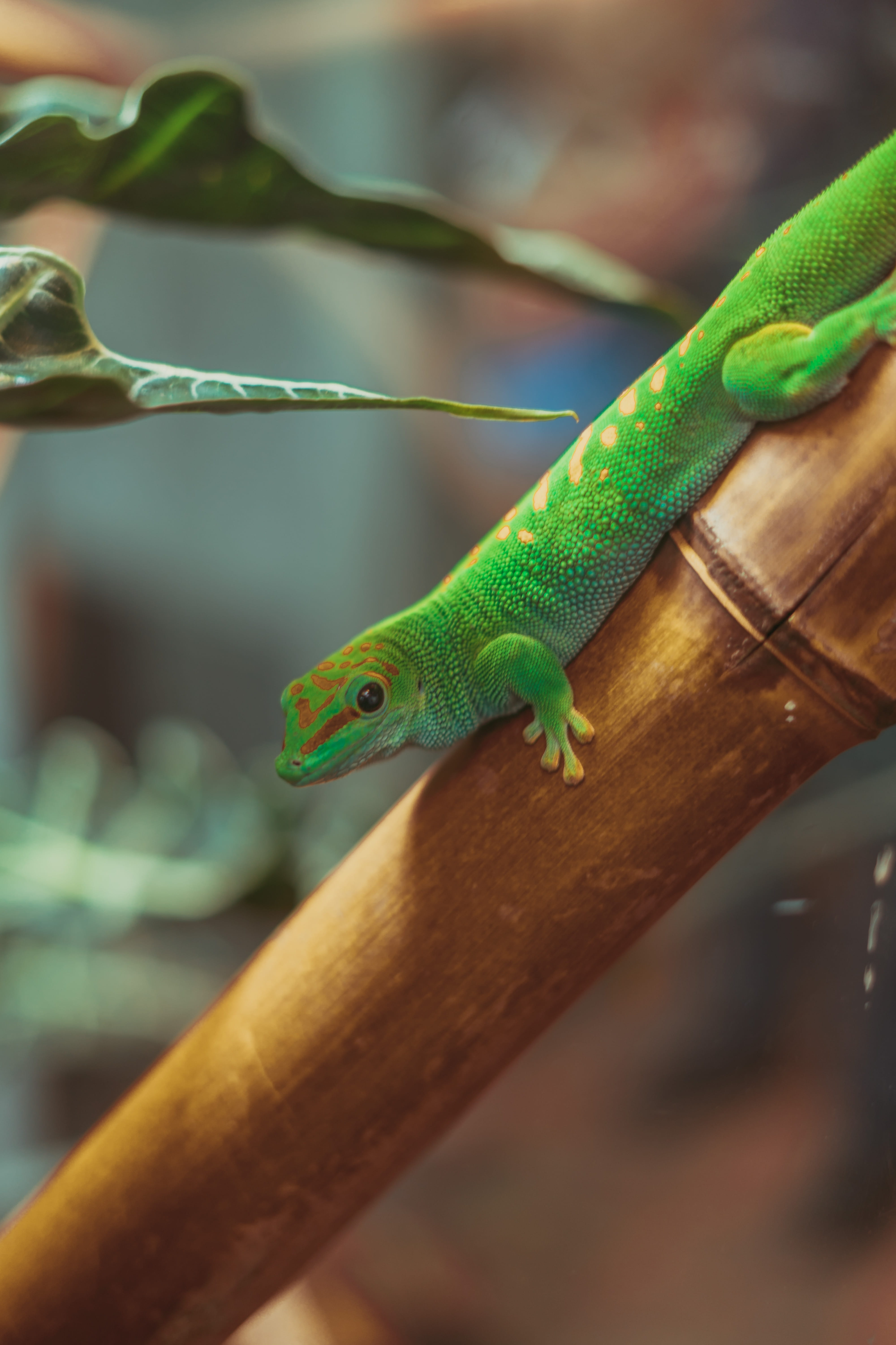 tree, outdoors, united states, plant, focus on foreground, san francisco, animal themes, gecko, vertebrate, worm, day, reptile, nature, animals in the wild, Phone HD Wallpaper