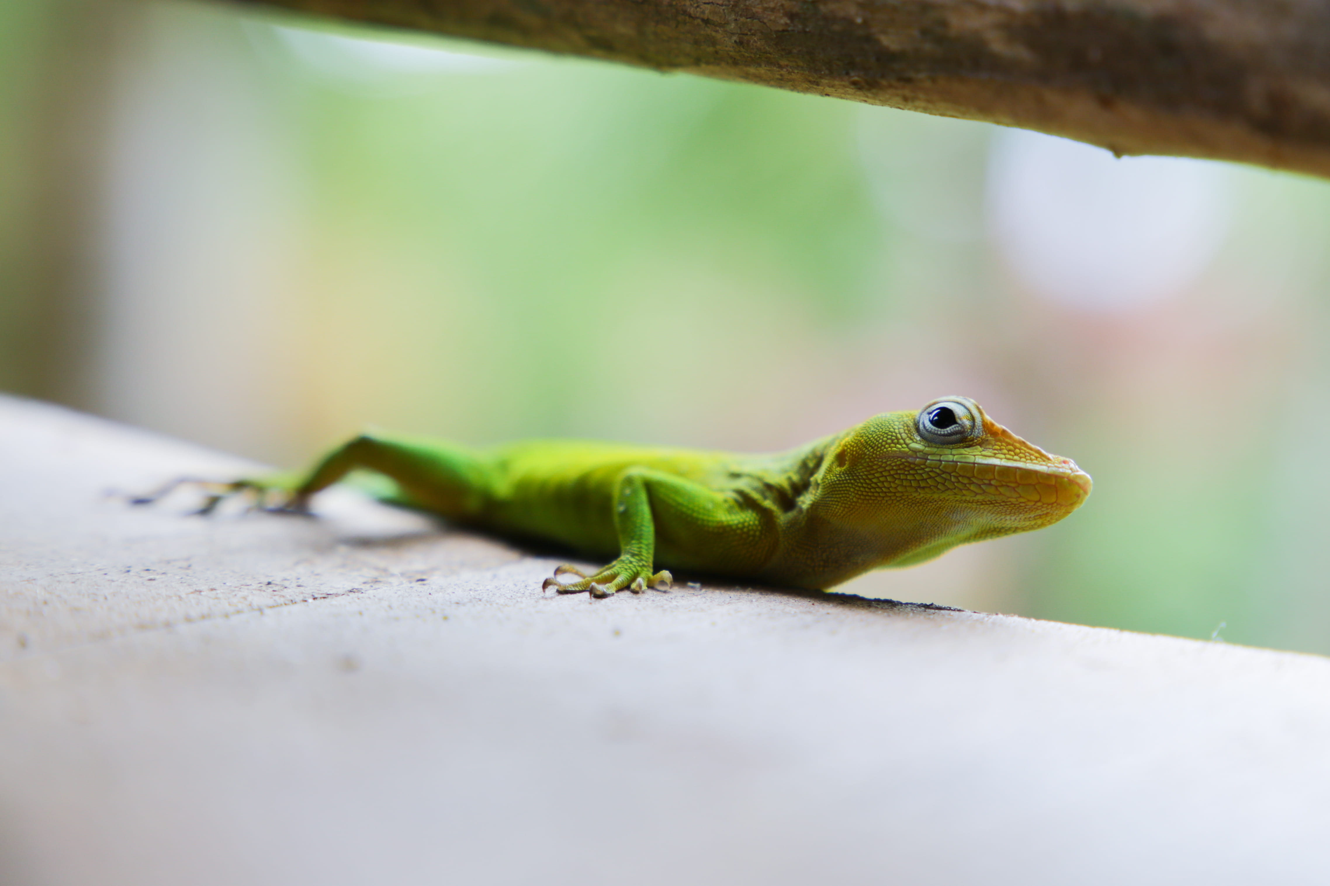 iguana, guadeloupe, mammal, reptile, caribbean, no people, leopard, deck of our villa, outdoors, anole, green, invertebrate, animal themes, gecko, frog, HD Wallpaper