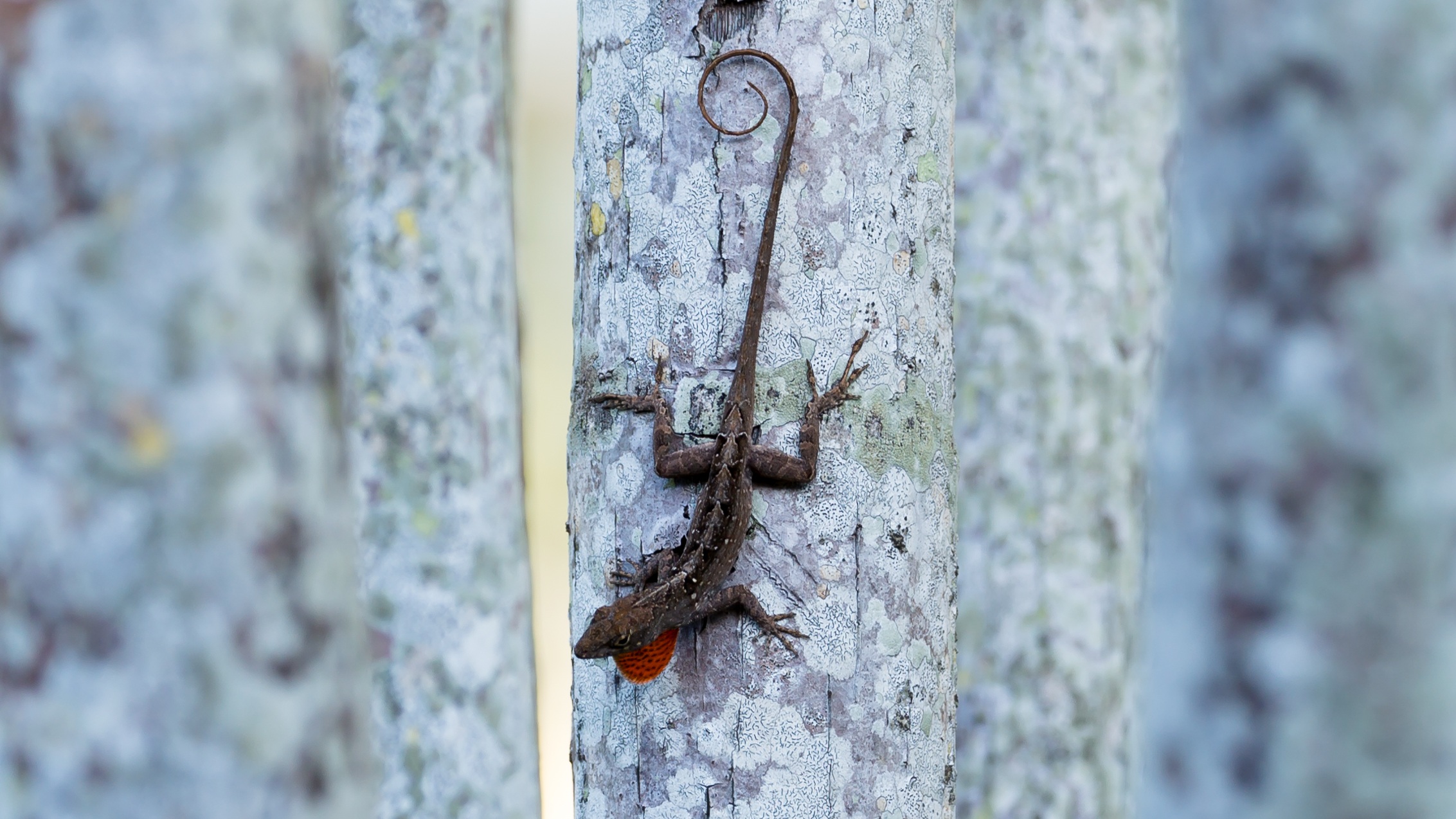 no people, security, day, protection, florida, metal, plant, anole lizard, trunk, outdoors, tree, crawling, tropical, safety, rough, nature, old, focus on foreground, HD Wallpaper
