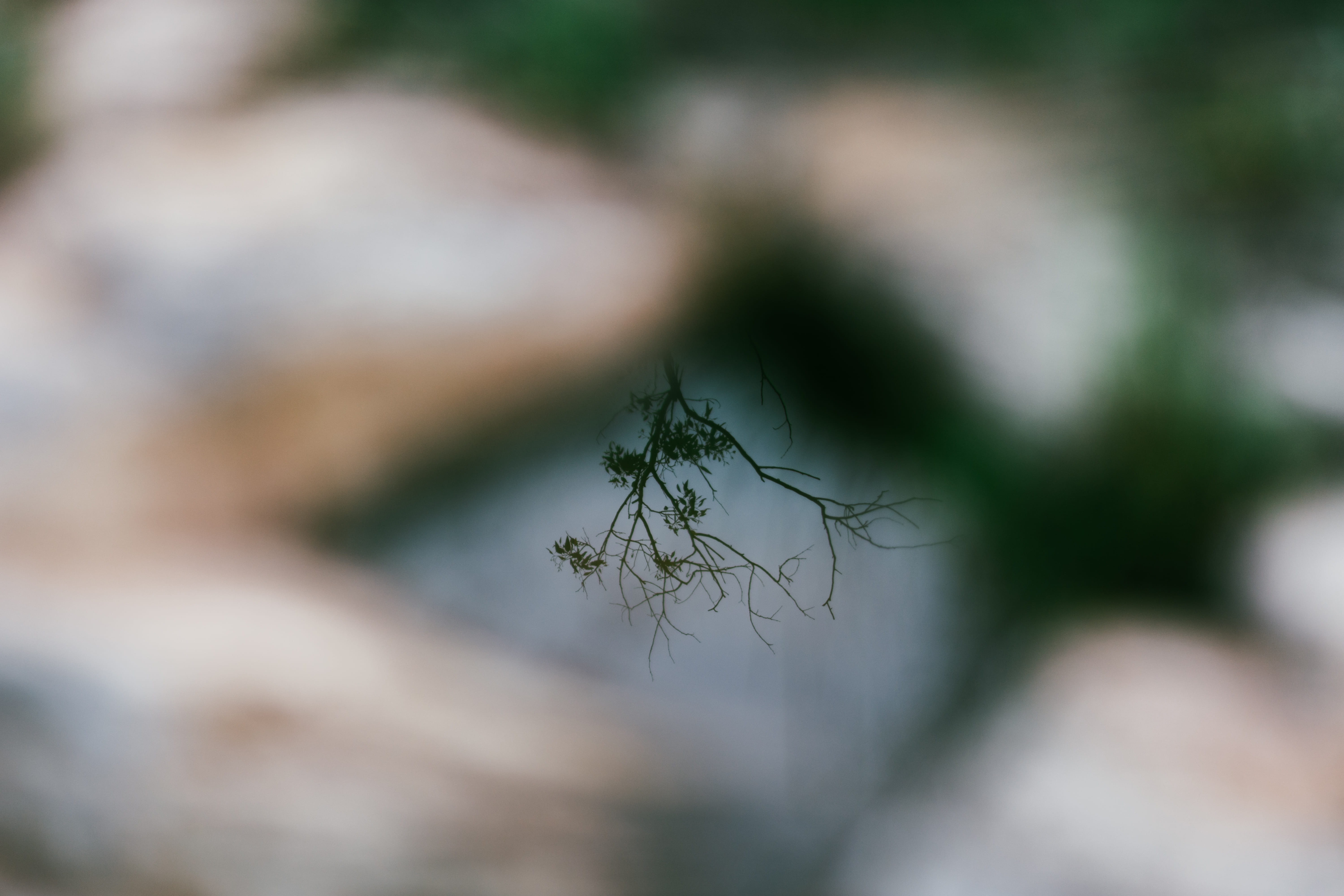 weed, no people, mushroom, tree, plant, root, ditch, freshness, ground, fungus, growth, plant stem, paseo del bosque nte., anole, green color, veins, hole, HD Wallpaper