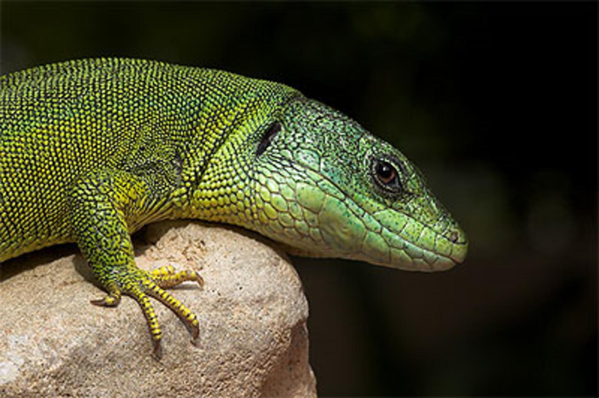 Reptiles, 1080P, Green Anole, HD Wallpaper