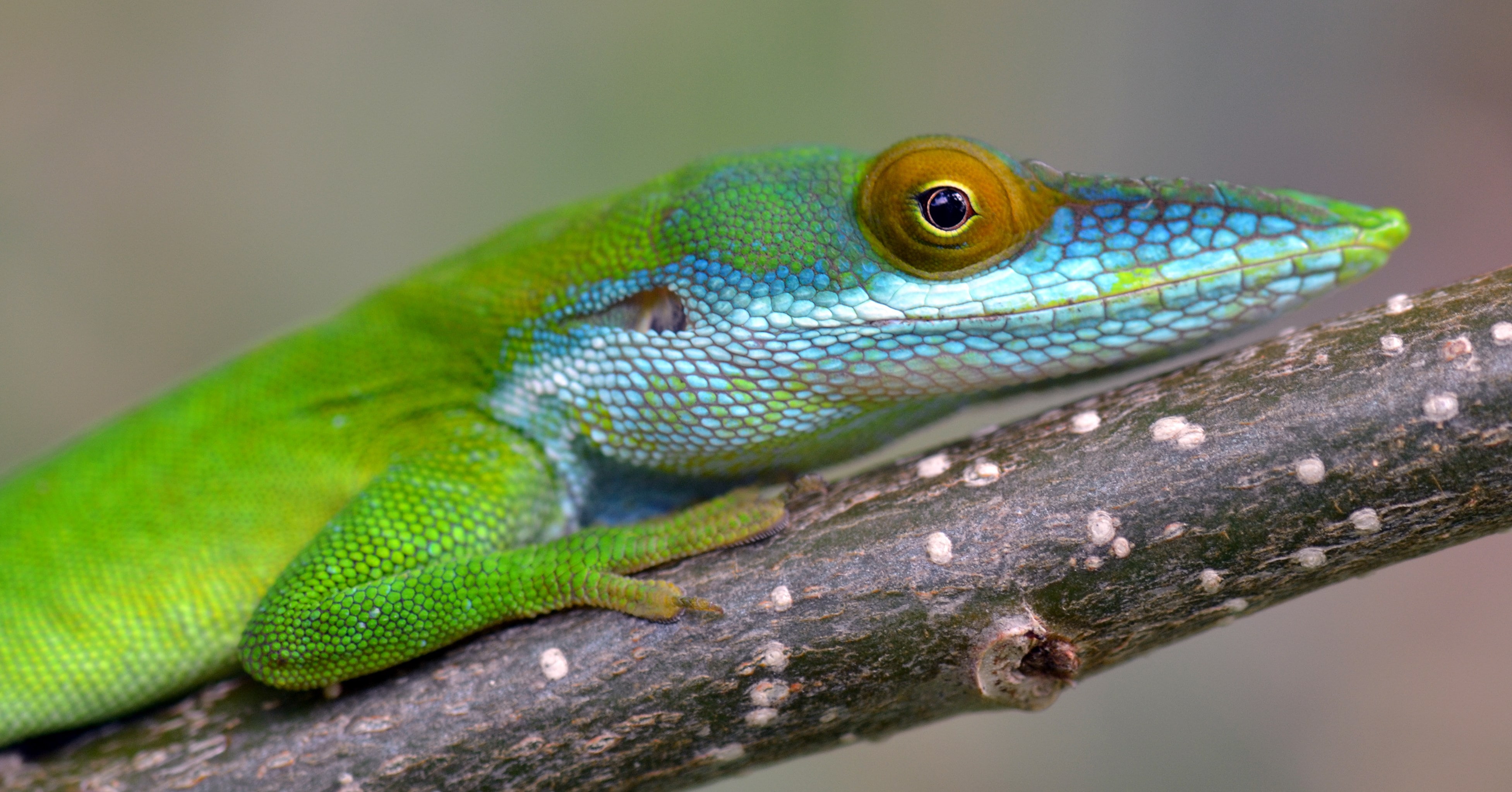 4K, green anole, HD Wallpaper