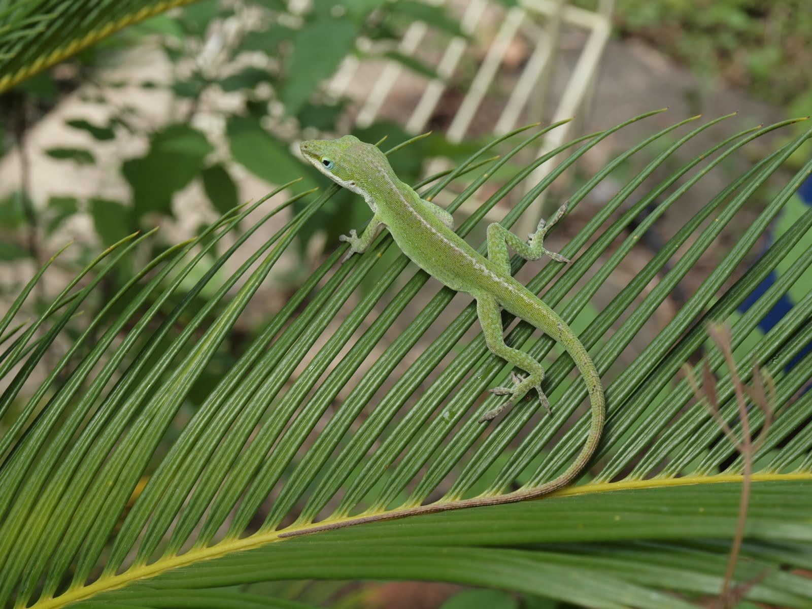 Green Anole, 720P, Reptiles, HD Wallpaper