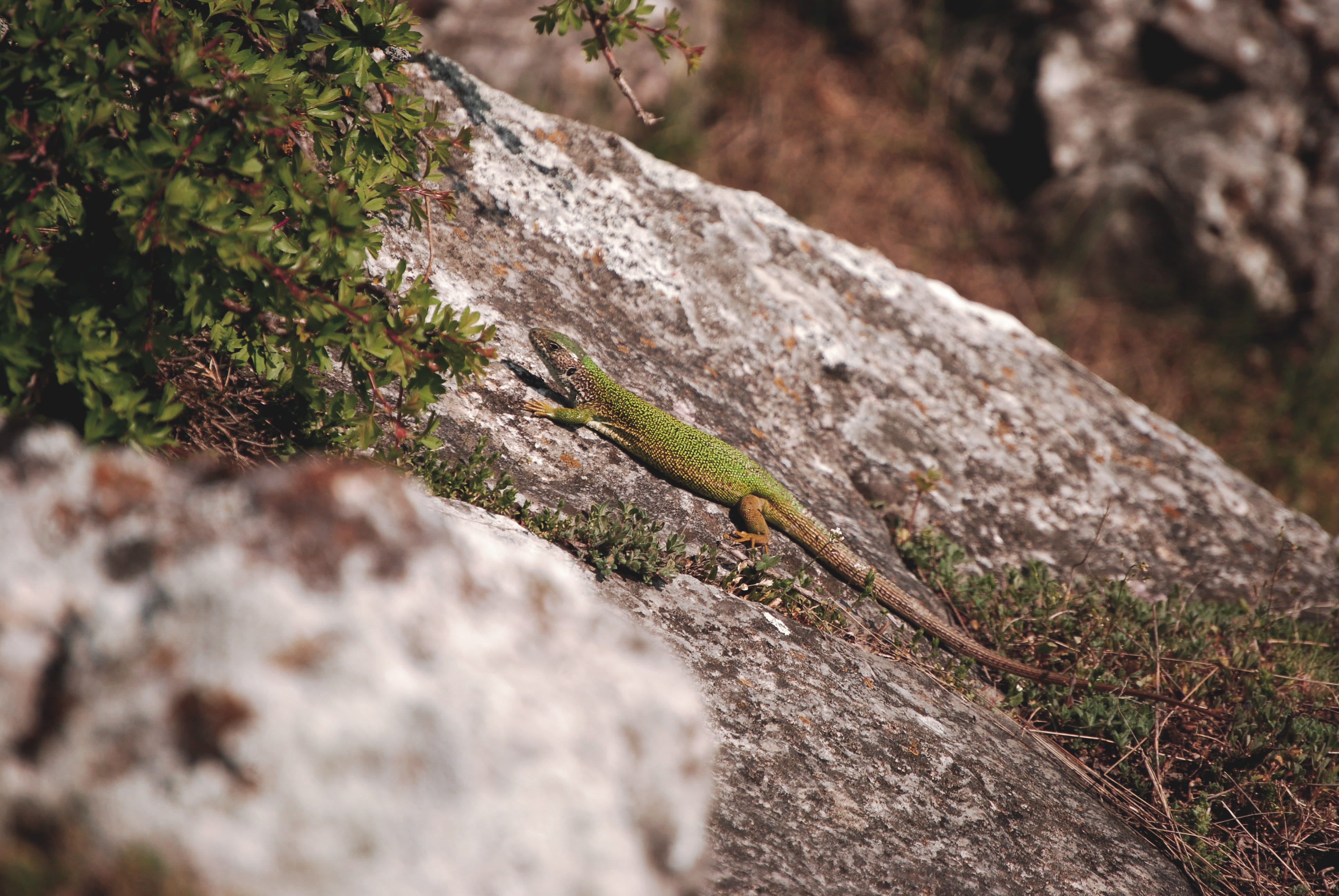 reptile, soil, high angle view, green lizard, solid, day, animal wildlife, outdoors, animals in the wild, vertebrate, abies, rock, plant, tree, ground, HD Wallpaper