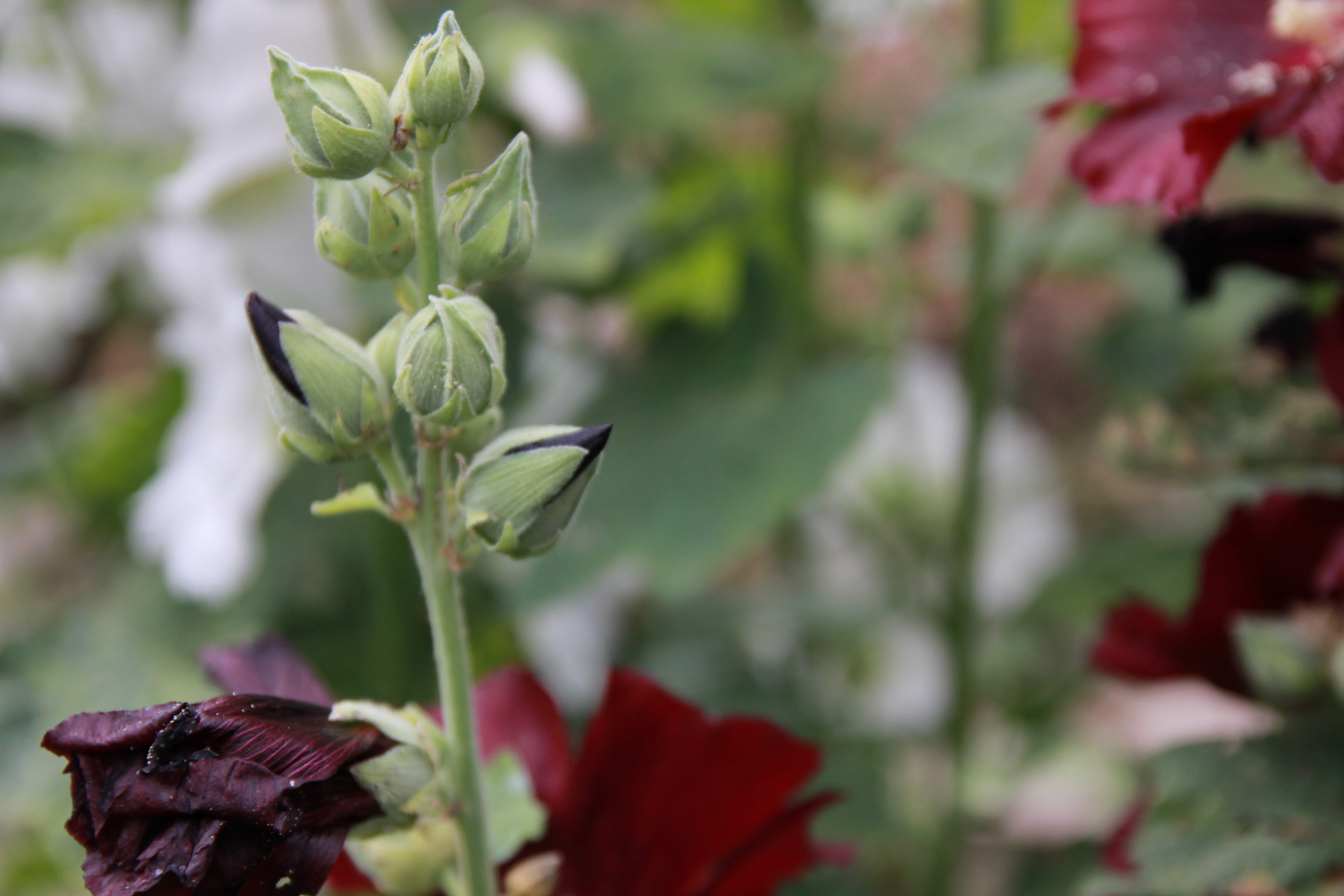 fragility, flowering plant, sprout, agapanthus, inflorescence, growth, petal, aquilegia, iris, day, flower head, no people, nature, geranium, anther, focus on foreground, HD Wallpaper