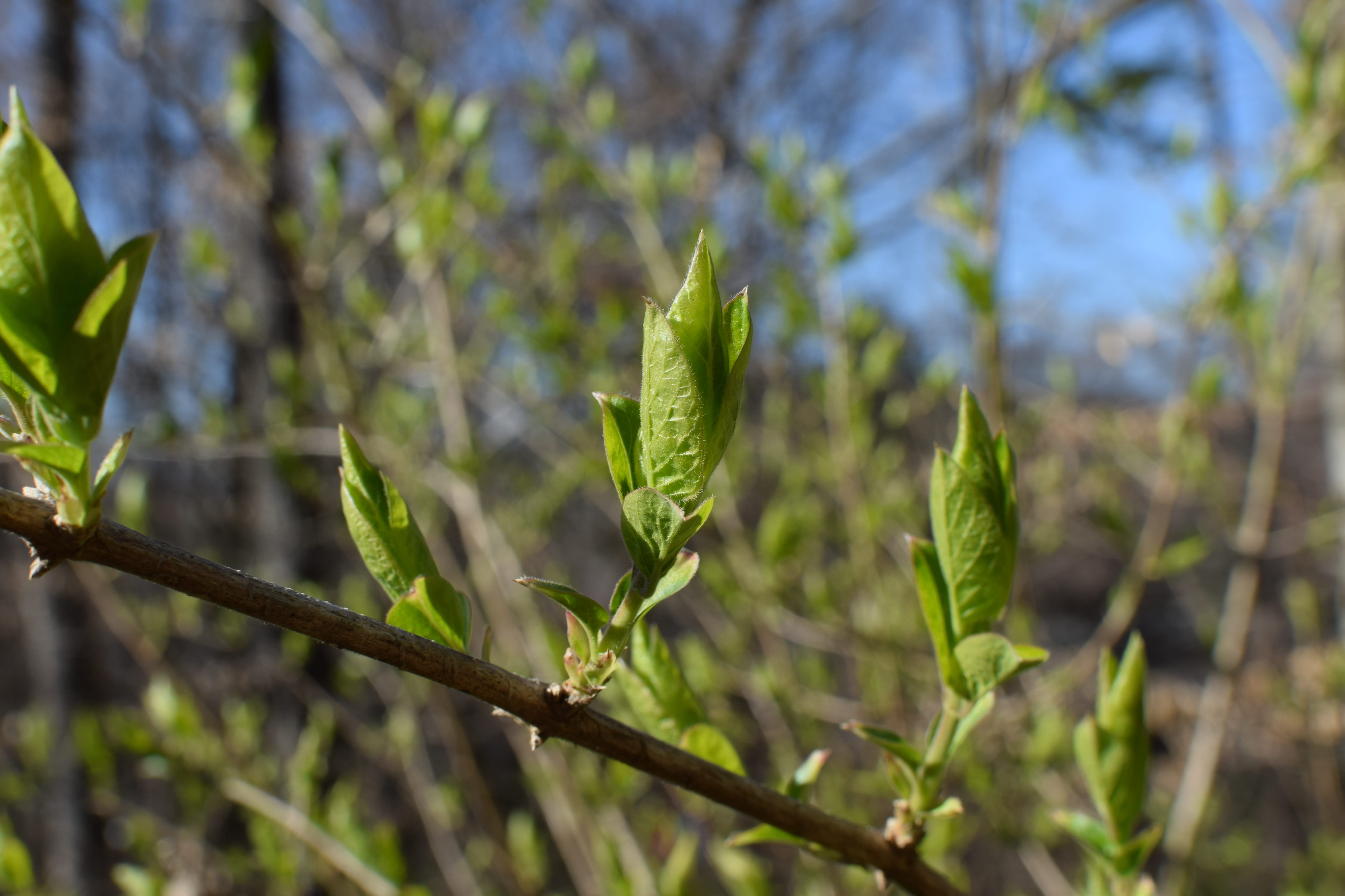sprout, flower, opening, focus on foreground, leaf, bud, plant part, growth, beauty in nature, 5K, blossom, no people, nature, shrub, emerging, field, HD Wallpaper