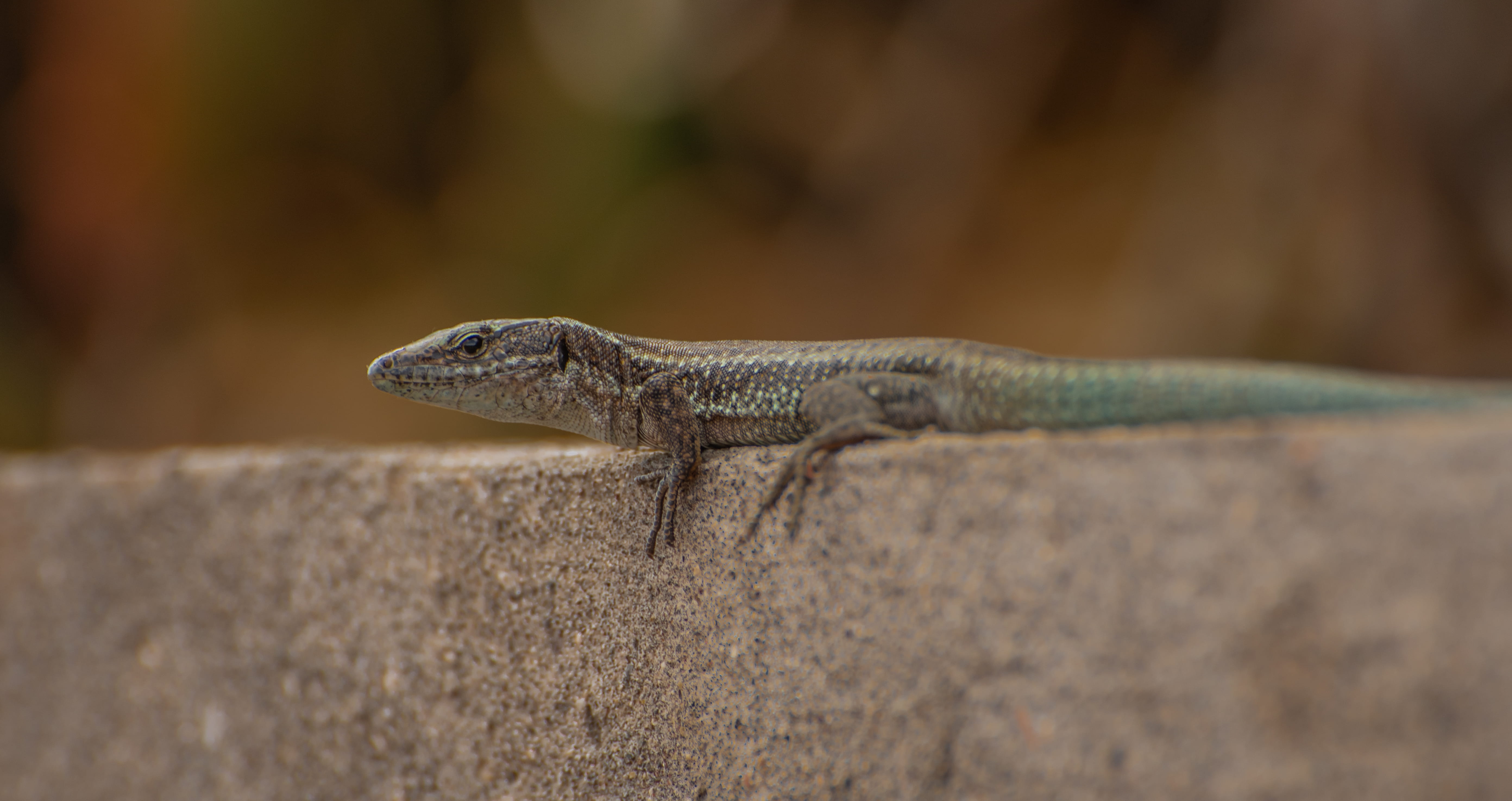 animal wildlife, no people, animal themes, invertebrate, outdoors, reptile, profile view, selective focus, ticino, eidechse, anole, day, animals in the wild, HD Wallpaper