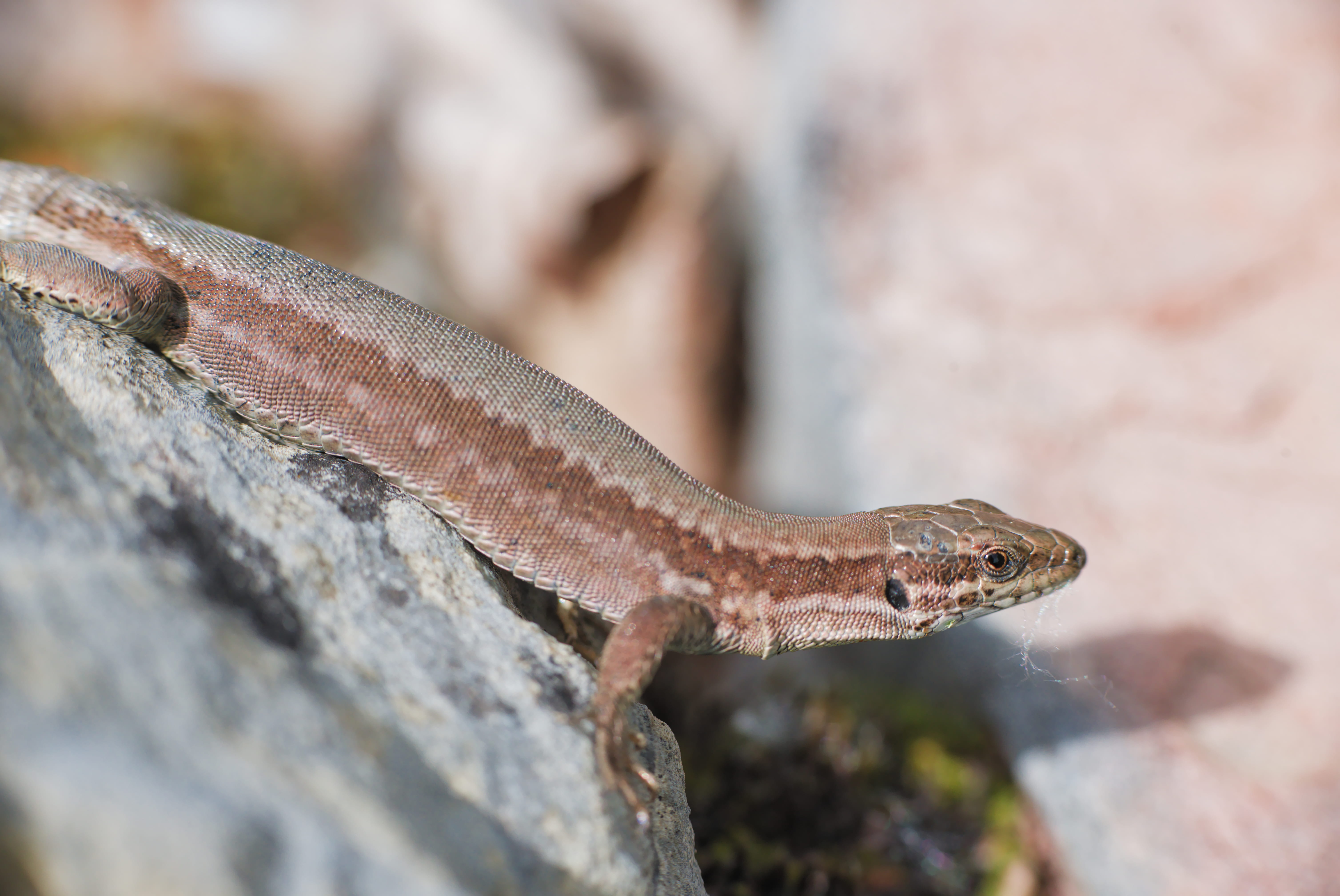 one animal, anole, nature, macro, amphibian, lizard, iguana, animals in the wild, animal wildlife, reptile, day, salamander, animal, green lizard, worm, HD Wallpaper