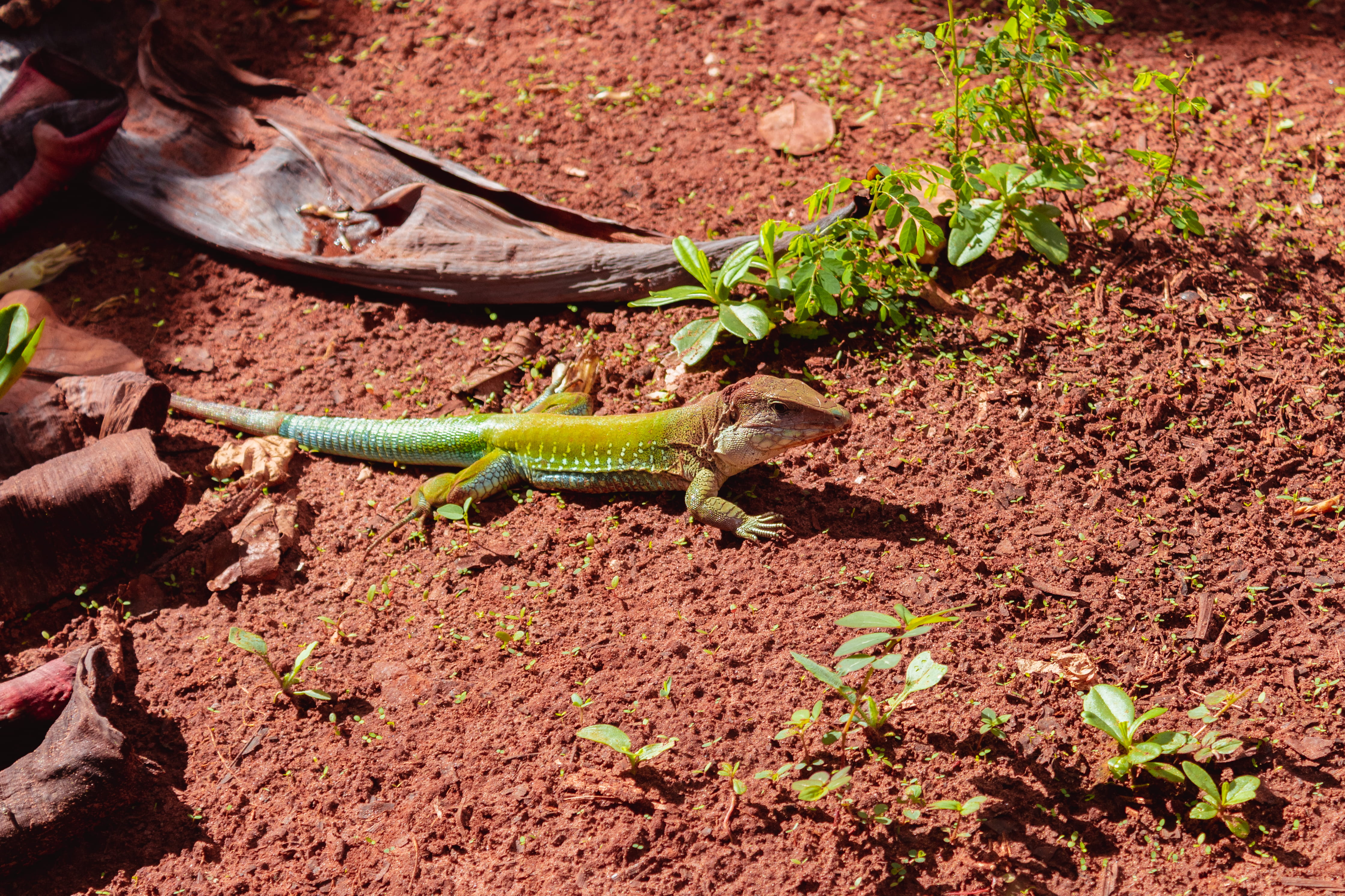 reptile, gecko, 4K, animal wildlife, green color, outdoors, vertebrate, sun hat, green lizard, plant, road, animal, close-up, nature, dirt road, iguana, HD Wallpaper