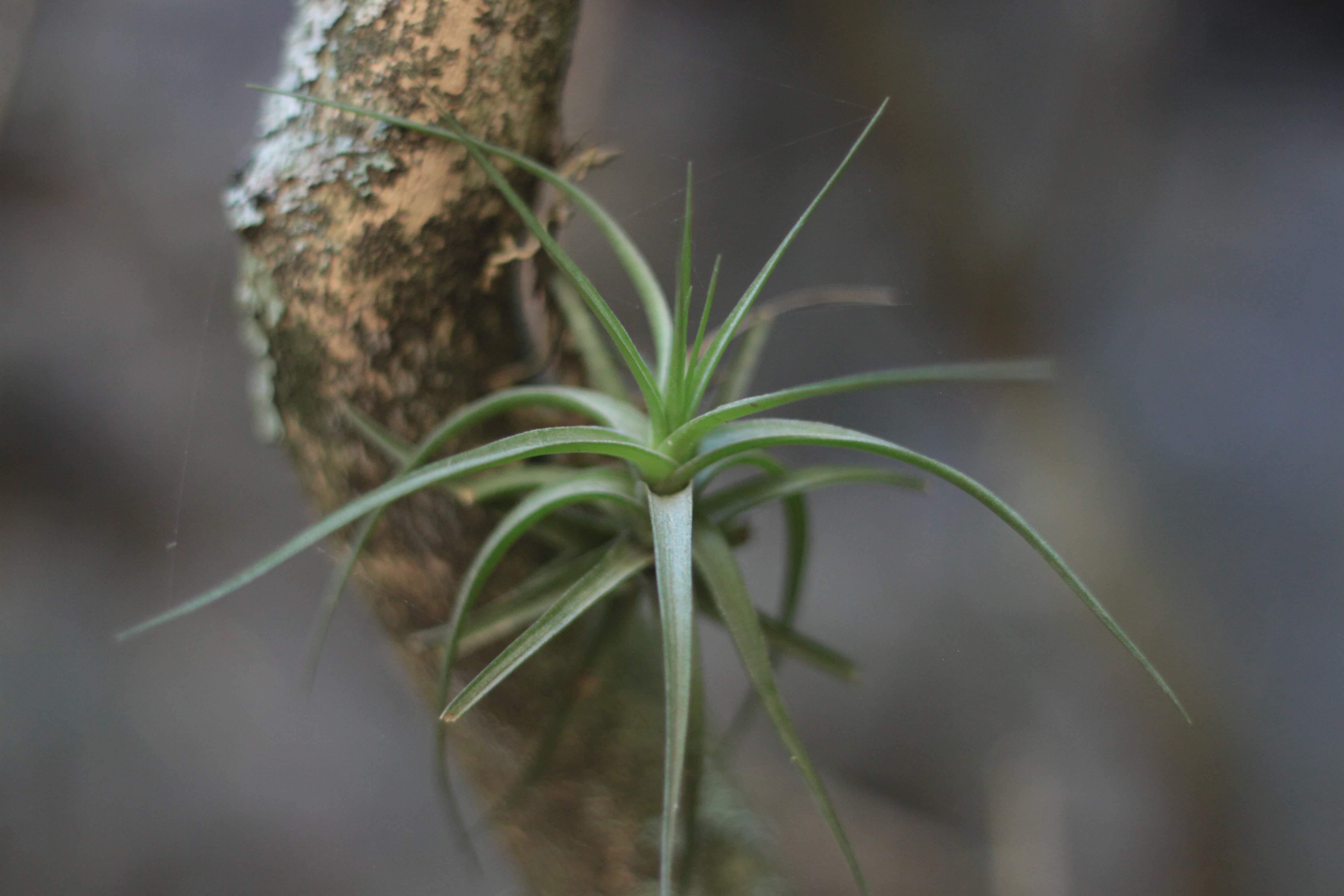 growth, agapanthus, vulnerability, plant stem, tree, animal, insect, focus on foreground, produce, beginnings, sprout, invertebrate, blade of grass, snake, HD Wallpaper
